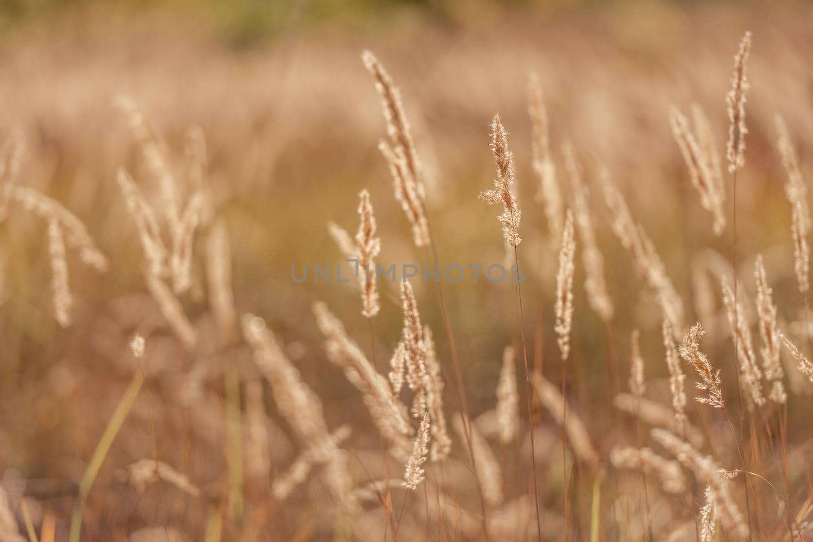Cereal field with yellow ripe spikelets closeup with blurred background. Wheat grain in farmaland with beautiful sunlight