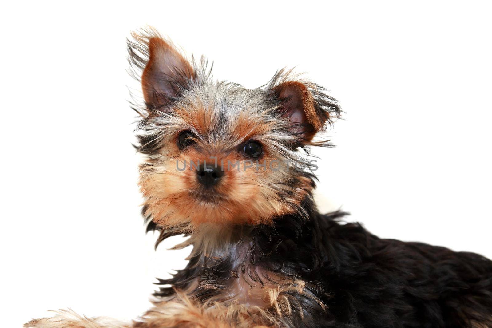 Alone funny puppy yorkshire terrier on white background