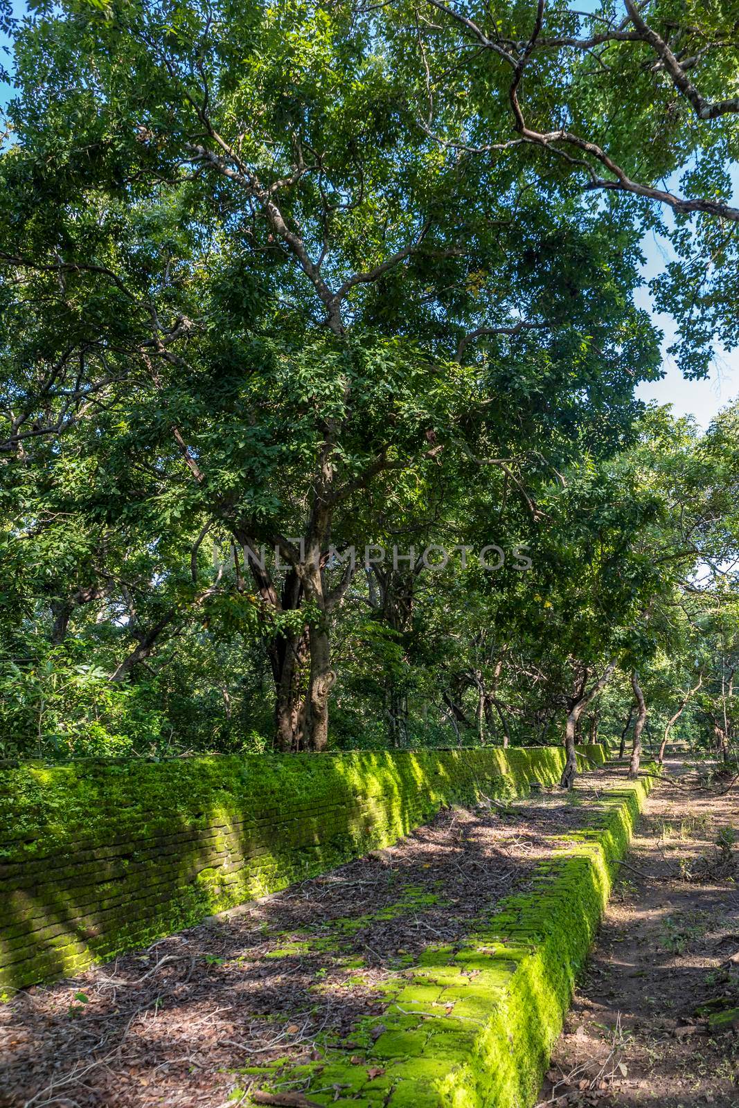 Sri Lanka. The ancient city of Polonnaruwa. A large green tree on the wall. High quality photo