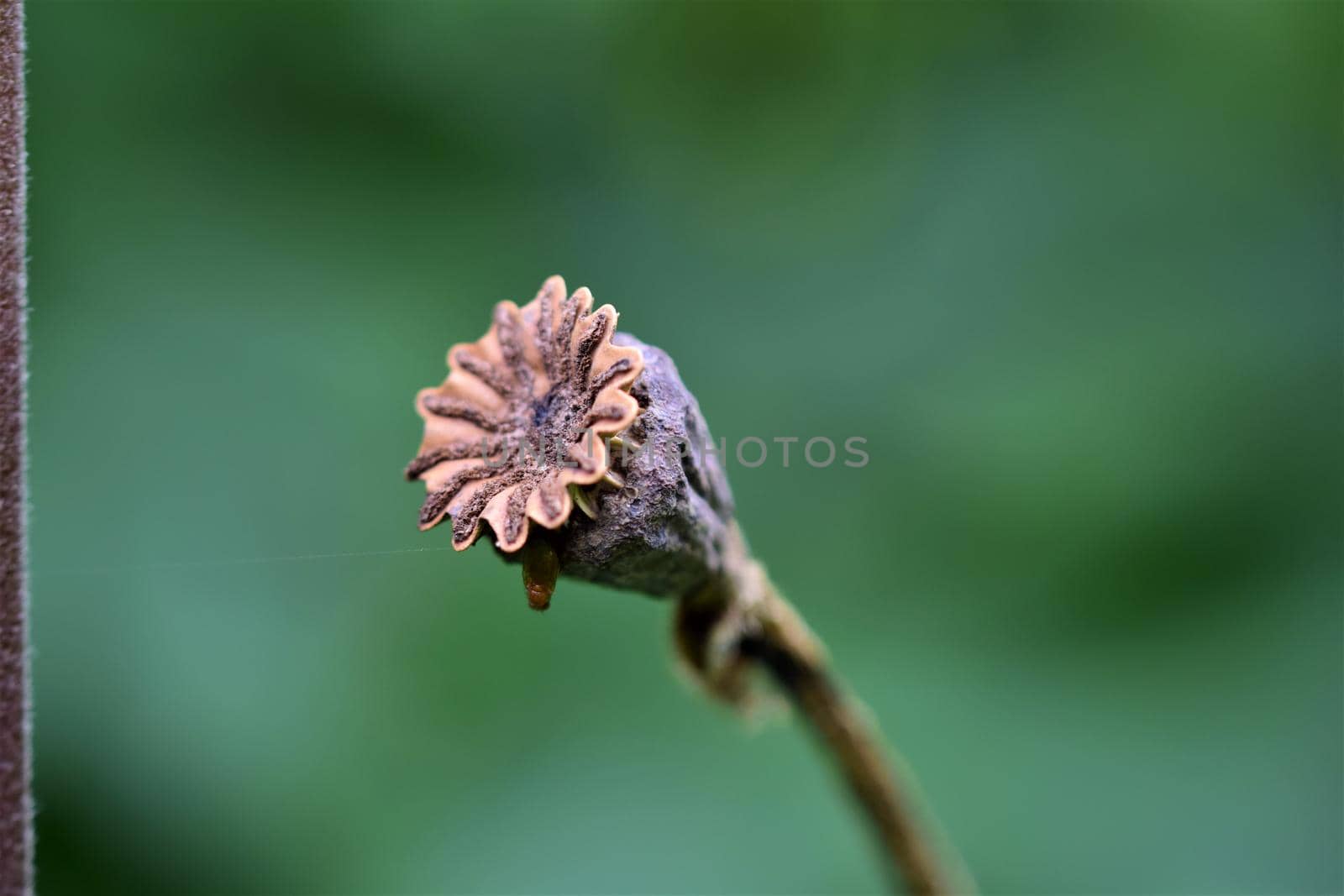 One brown dry poppy seed capsule against a blurry green background as a close up