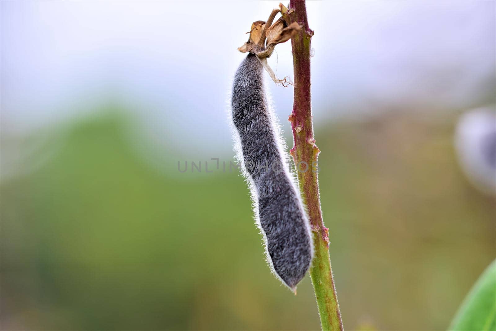Close up of a black ripe lupine pod against a blurred green background by Luise123