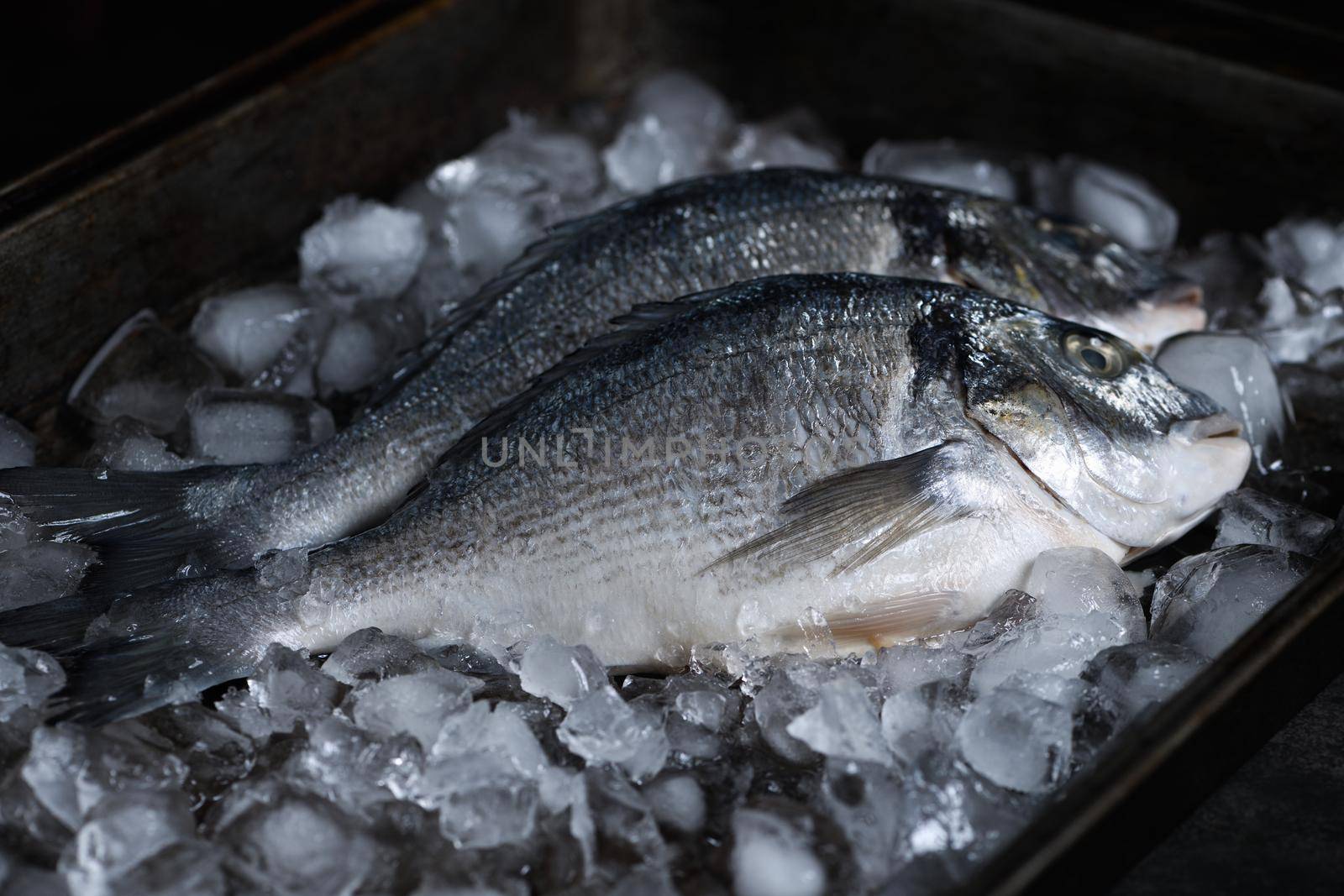 Raw dorado with ice in a tin tray. Minimalistic layout for a fish restaurant, shop or fish market. Still life in dark colors