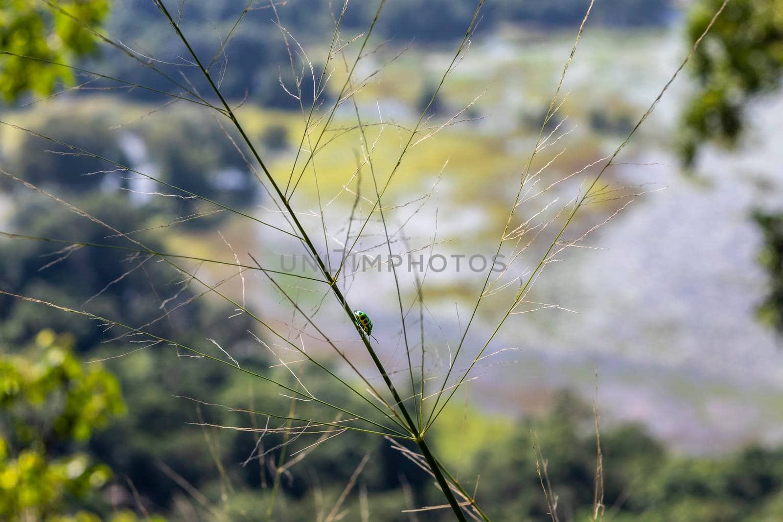 Sri Lanka. Macro photography. A colorful bright beetle crawls on the plant. Against the background of a tropical forest and fields. High quality photo