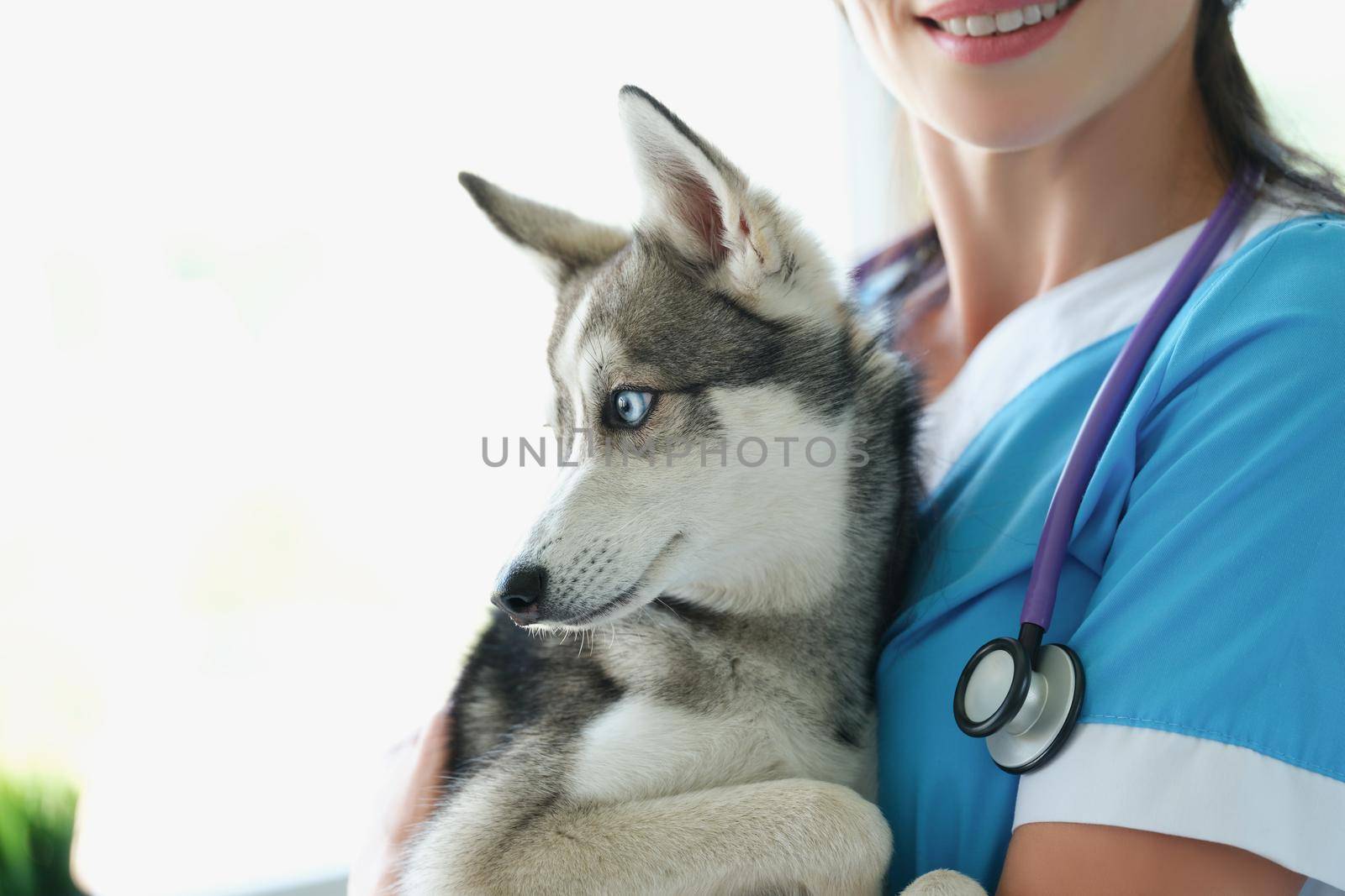 Veterinarian female smile and hold cute husky in arms by kuprevich