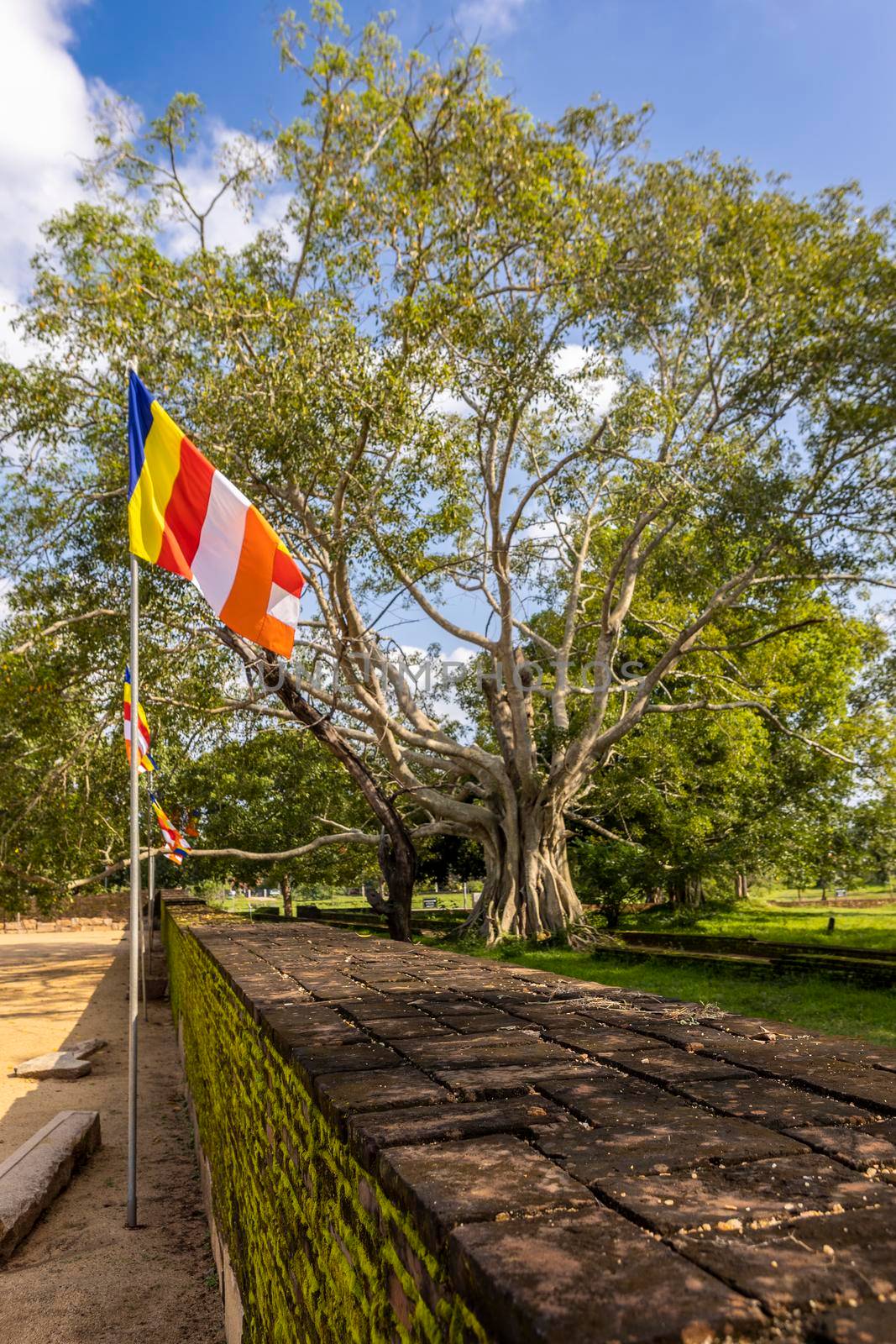 Sri Lanka. Anuradhapura. A large green tree on the territory of Thuparamaya Buddhist temple in the Mahamewna park. High quality photo
