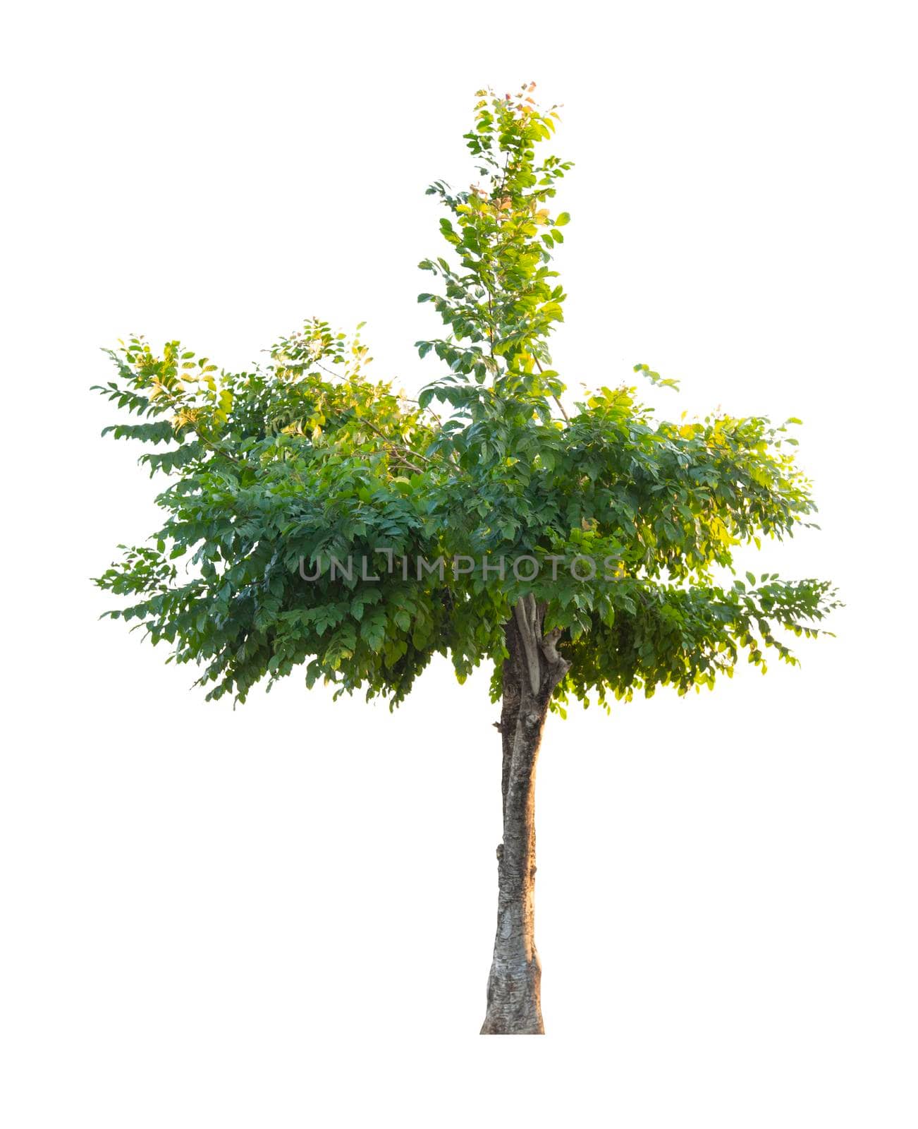 The freshness big green tree isolated on white background.