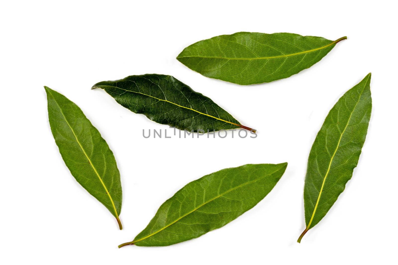 Bay Leaves- Medicinal and Aromatic Plant by JPC-PROD