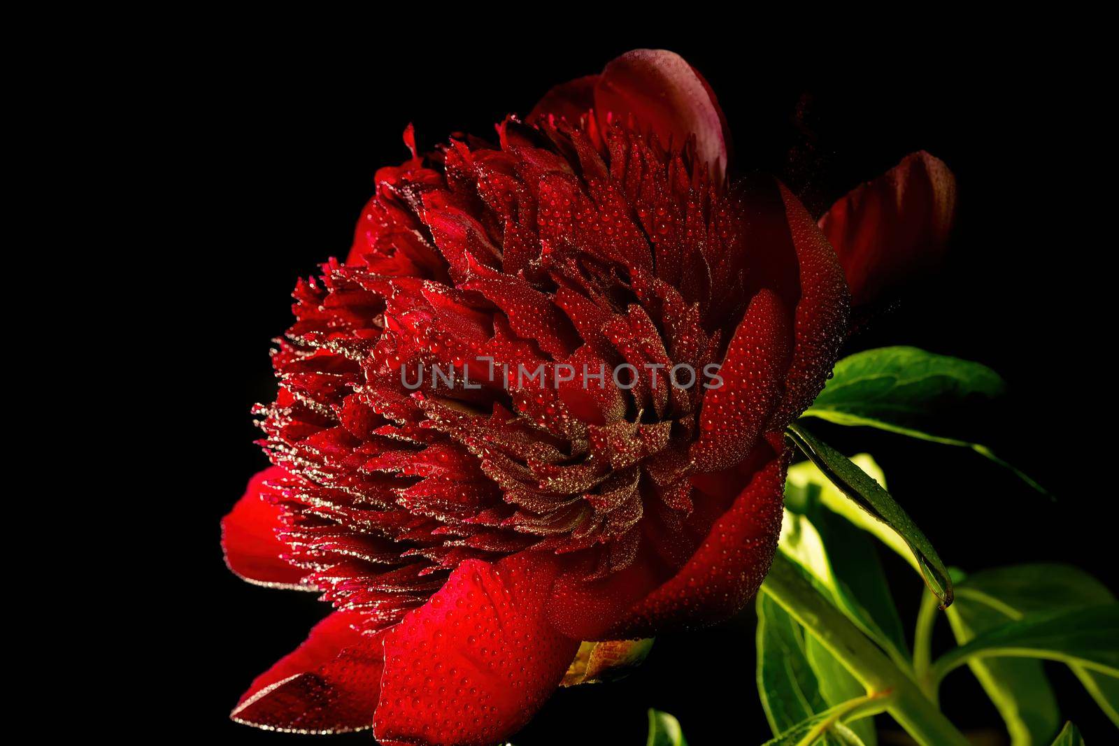 red peonies with water drops on a black background, closeup