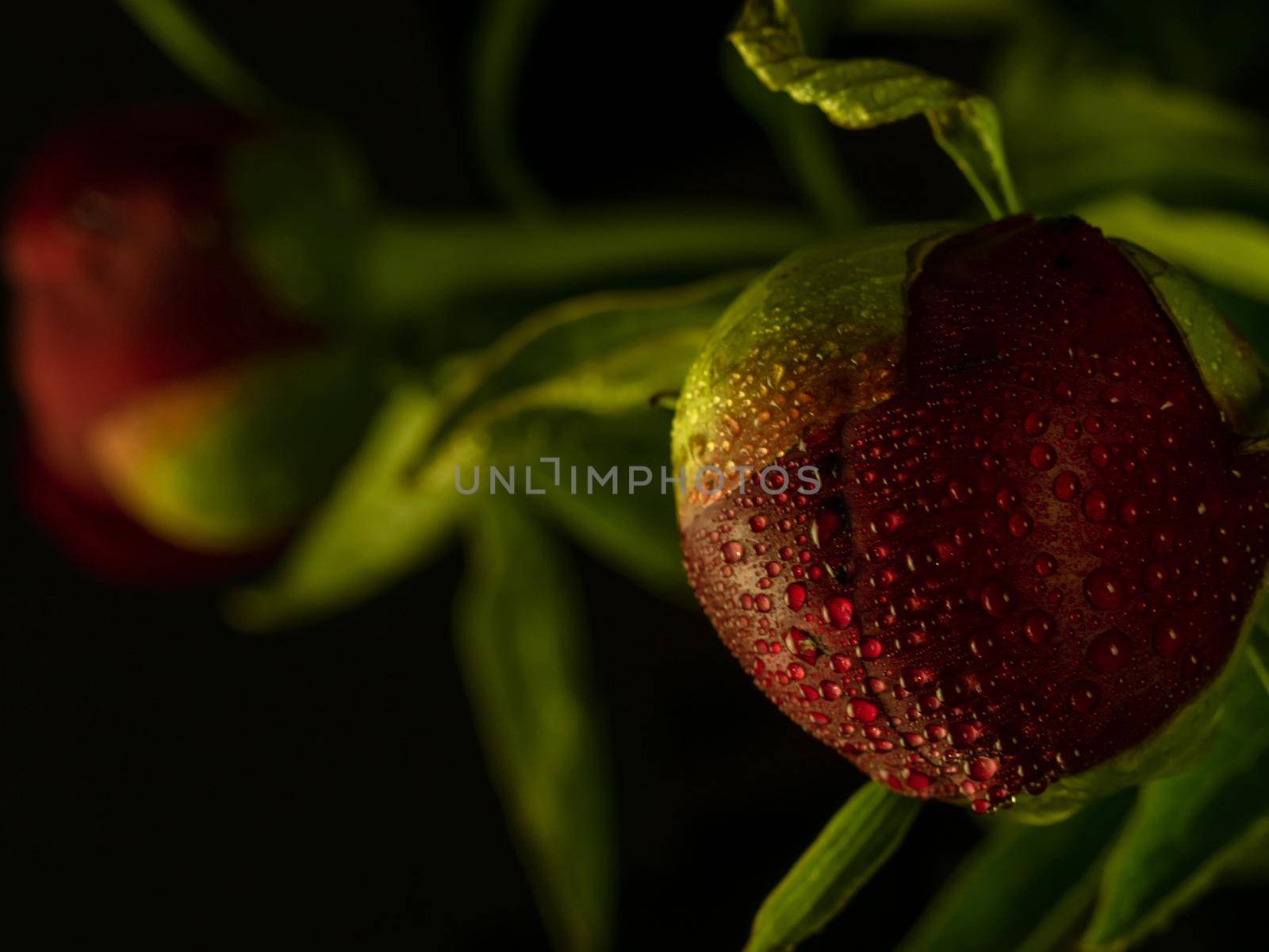 red peonies with water drops on a black background, closeup