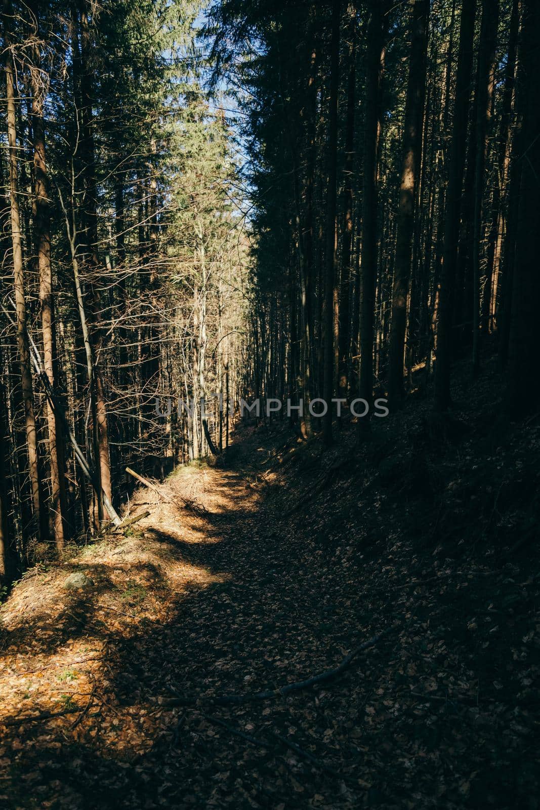 Mountain road with stones and coniferous forest, old road. High quality photo