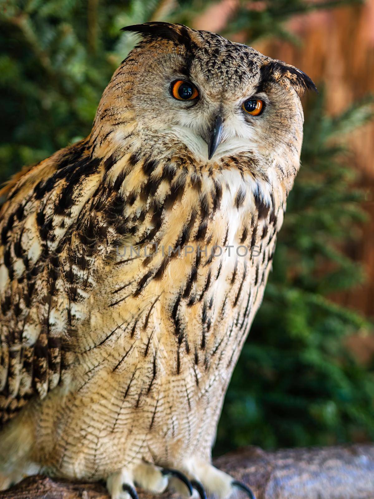 Owl with funny owl eyes on the tree