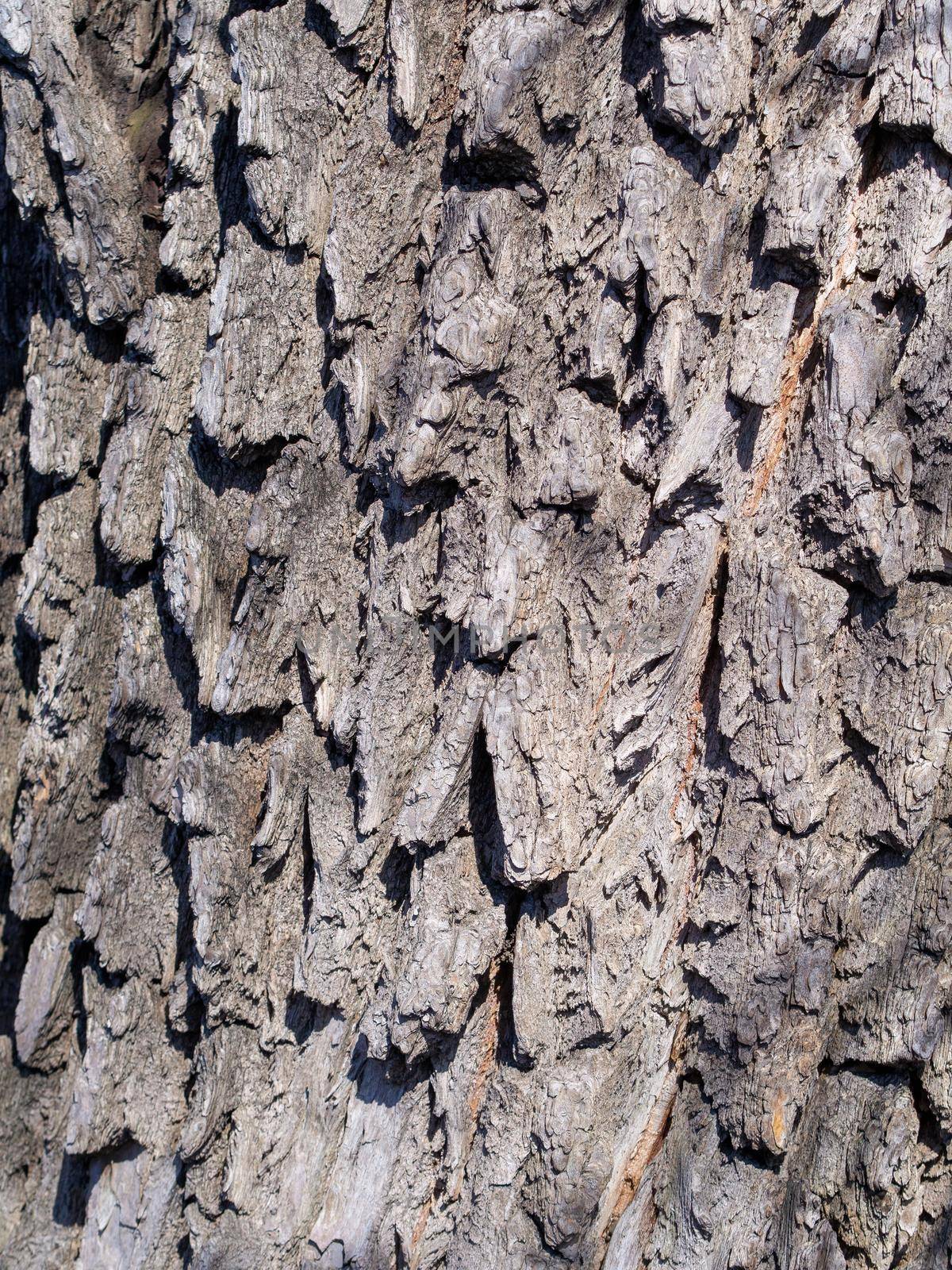 Old Wood Tree Texture Background Pattern