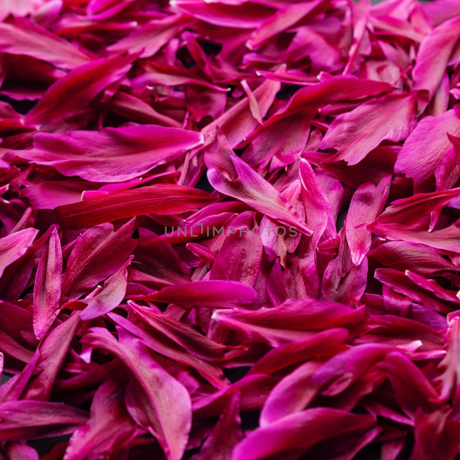 Dark pink peacock color peony or jester red paeony petals texture background. Burgundy peonies pattern or layout flat lay and top view