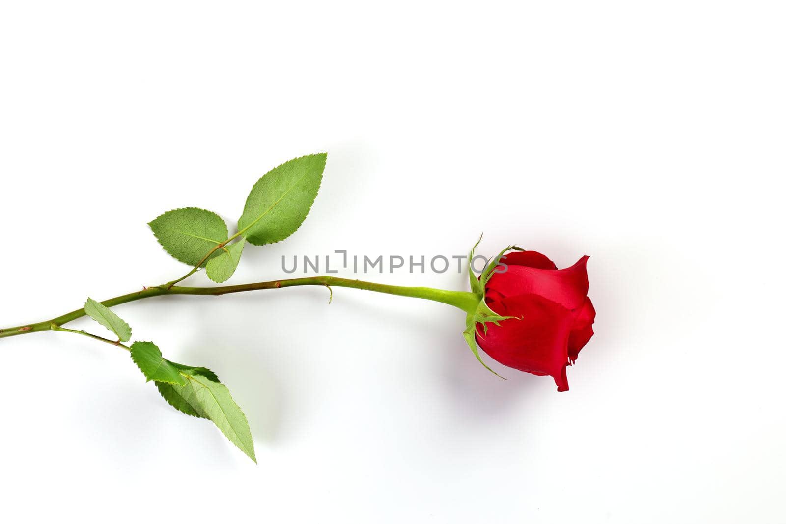 Directly Above Overhead View of a Single Red Rose Isolated on a White Background. High quality studio photo