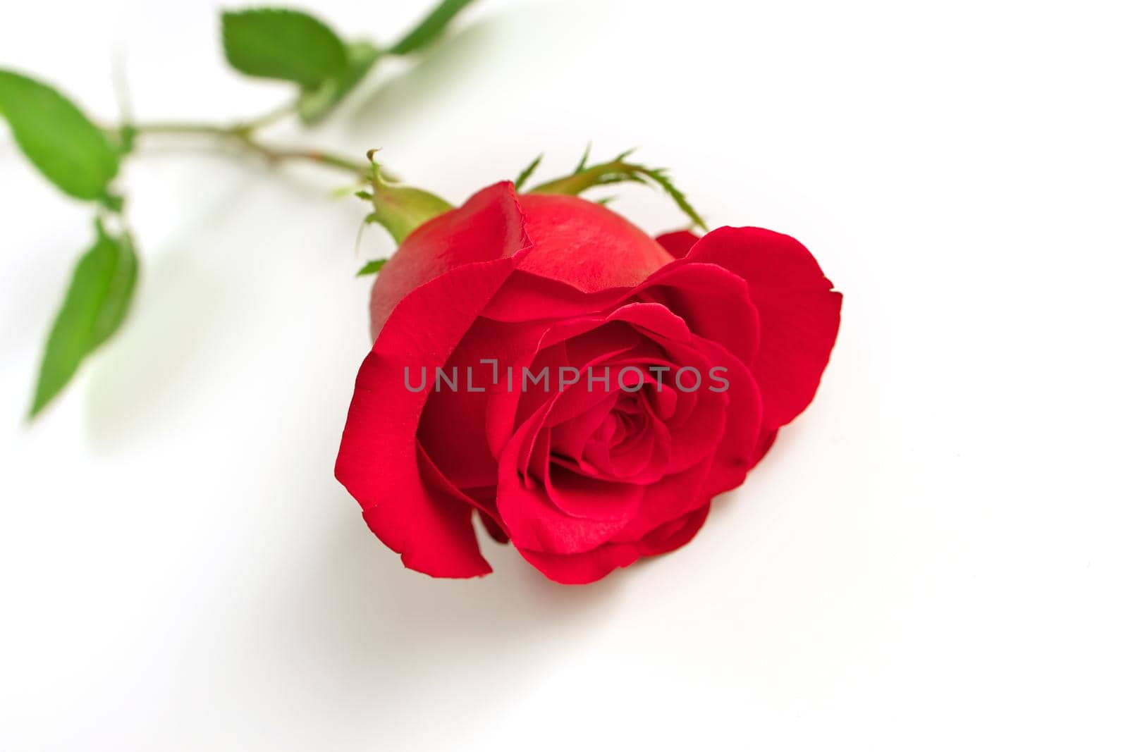 Low Angle View of a Single Red Rose Isolated on a White Background by markvandam