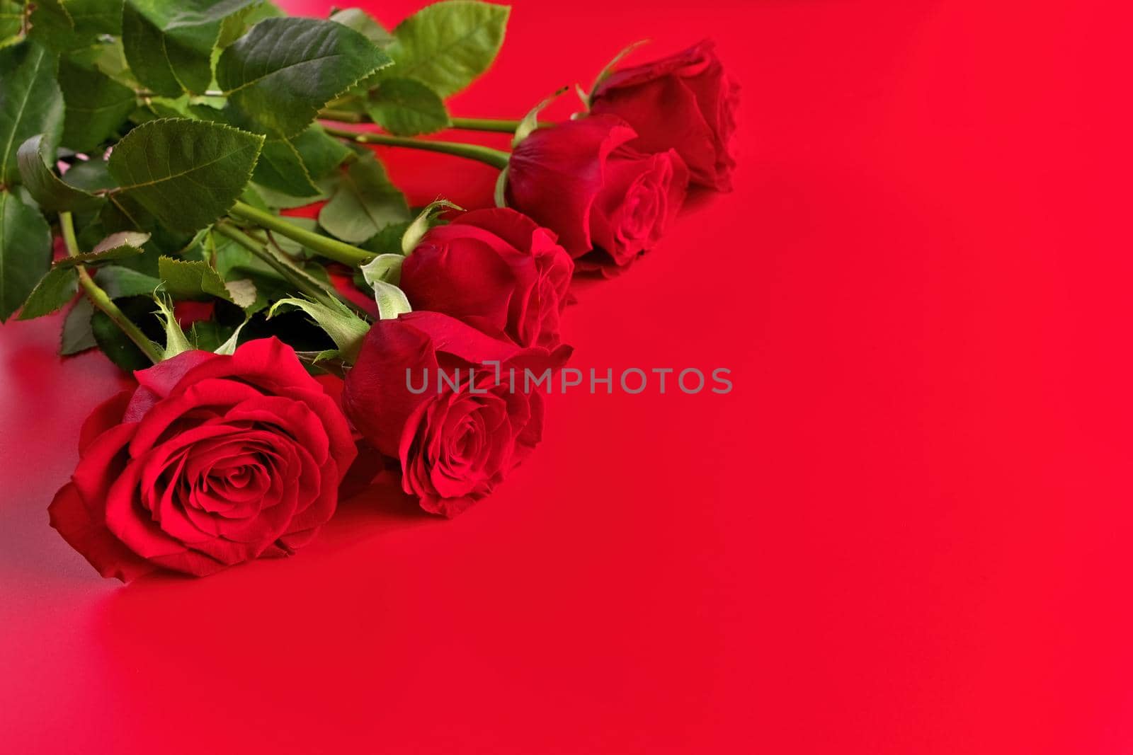 Low Angle View of Red Roses Bouquet on a Red Studio Background. Copy space right. by markvandam