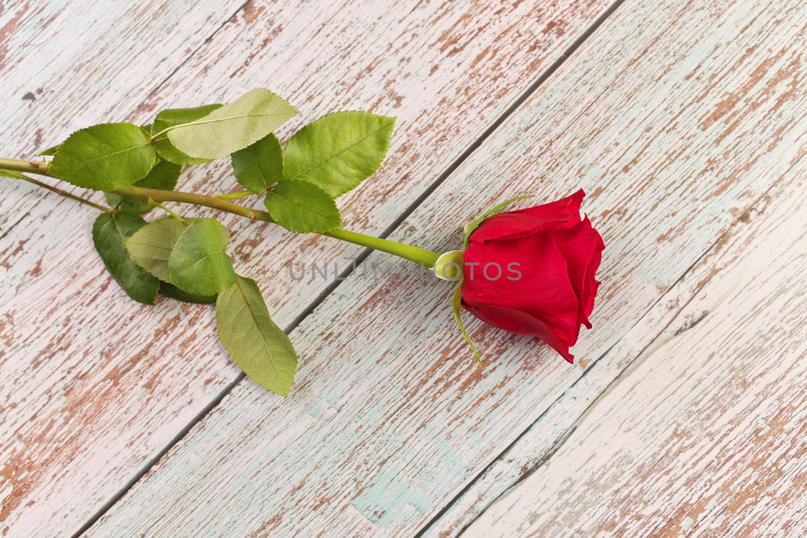 Directly Above Overhead View of a Single Red Rose on a Rustic Wood Table by markvandam