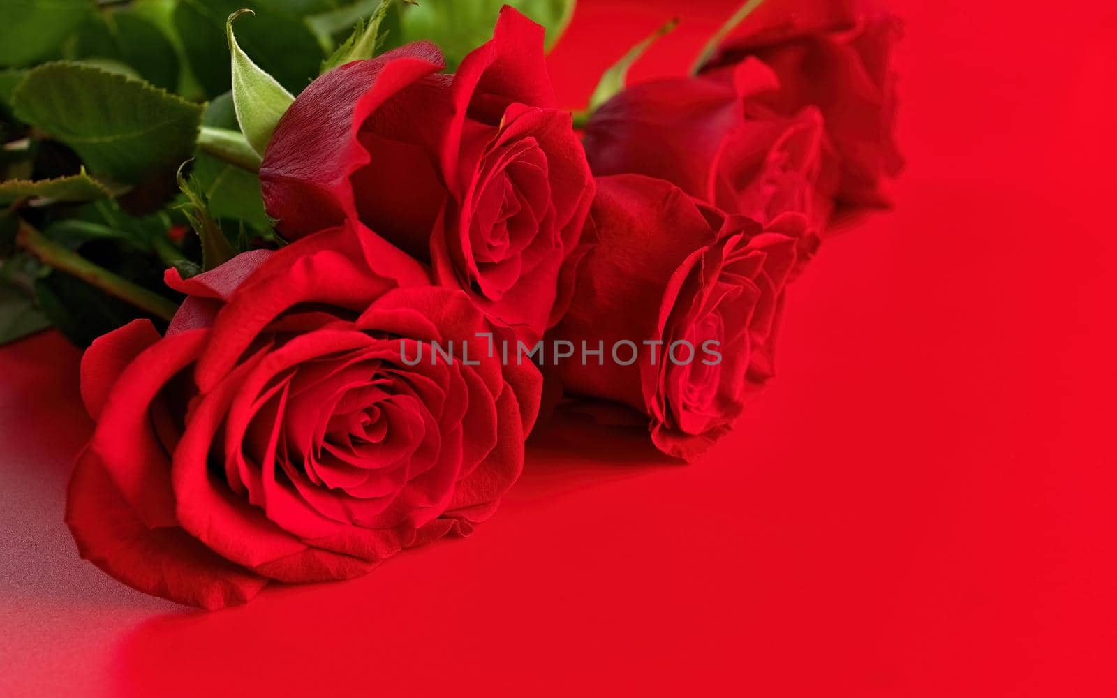 Low Angle View of Red Roses on a Red Bouquet on Studio Background. Copy space right. High quality studio photo