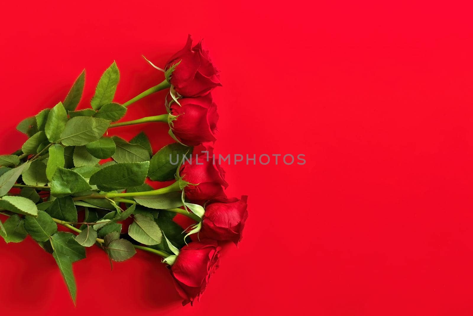 Directly Above Overhead View of Red Rose Bouquet on a Red Studio Background. Copy space on right. High quality studio photo