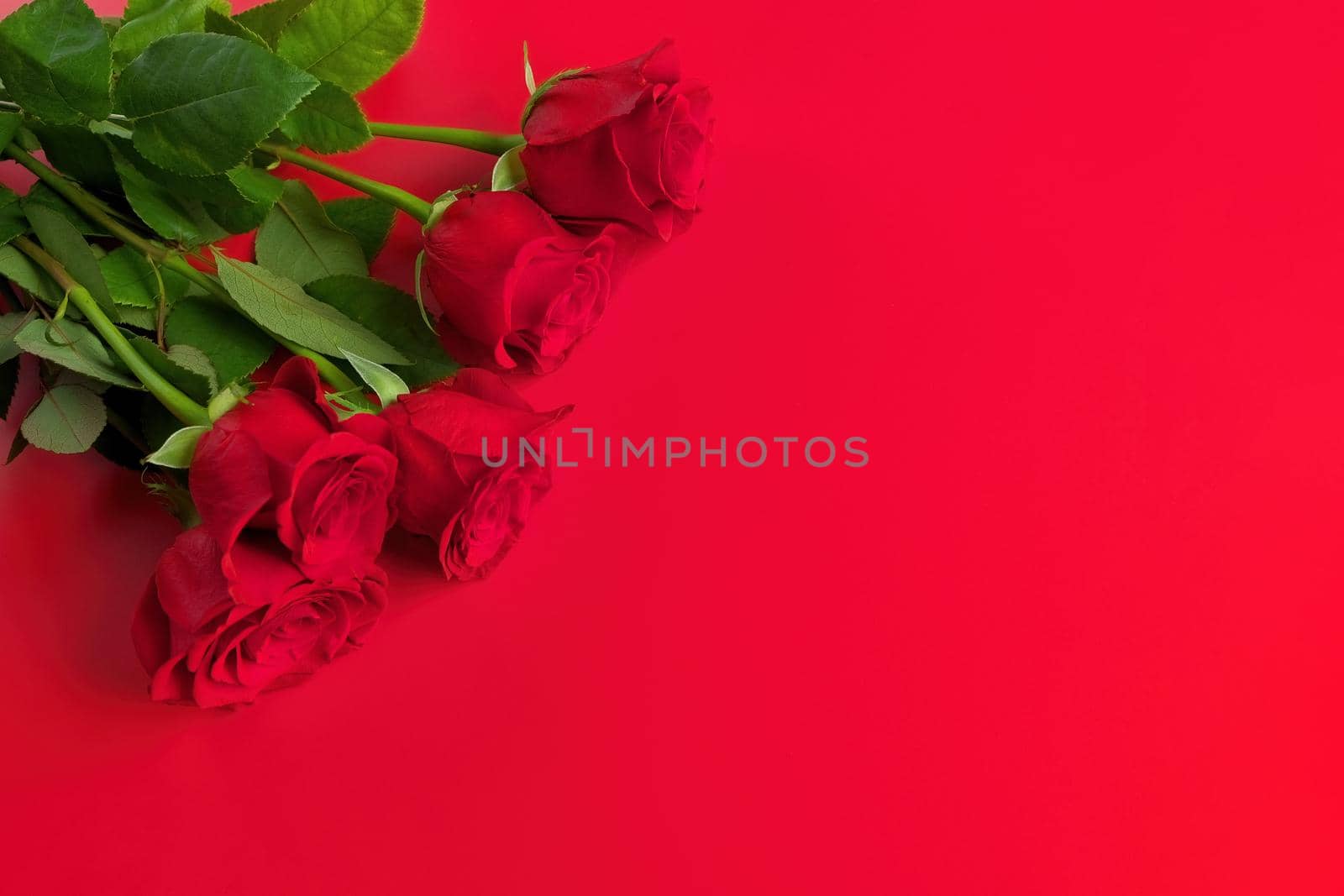 Directly Above Overhead View of Red Rose Bouquet on a Red Studio Background. Copy space right. High quality studio photo