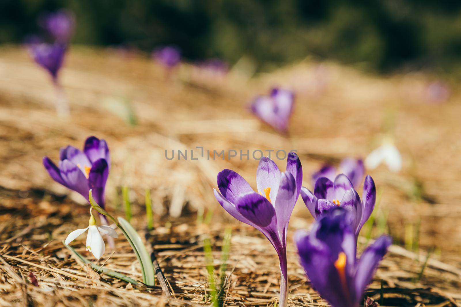 Purple flowers, crocuses and snowdrops on yellow grass, spring by Dmytro125