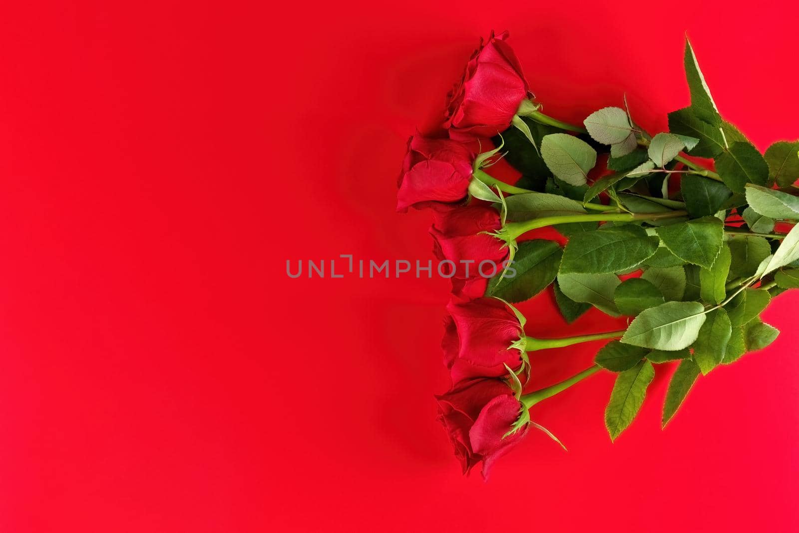 Directly Above Overhead View of Red Roses Bouquet on a Red Studio Background. Copy space left. High quality studio photo