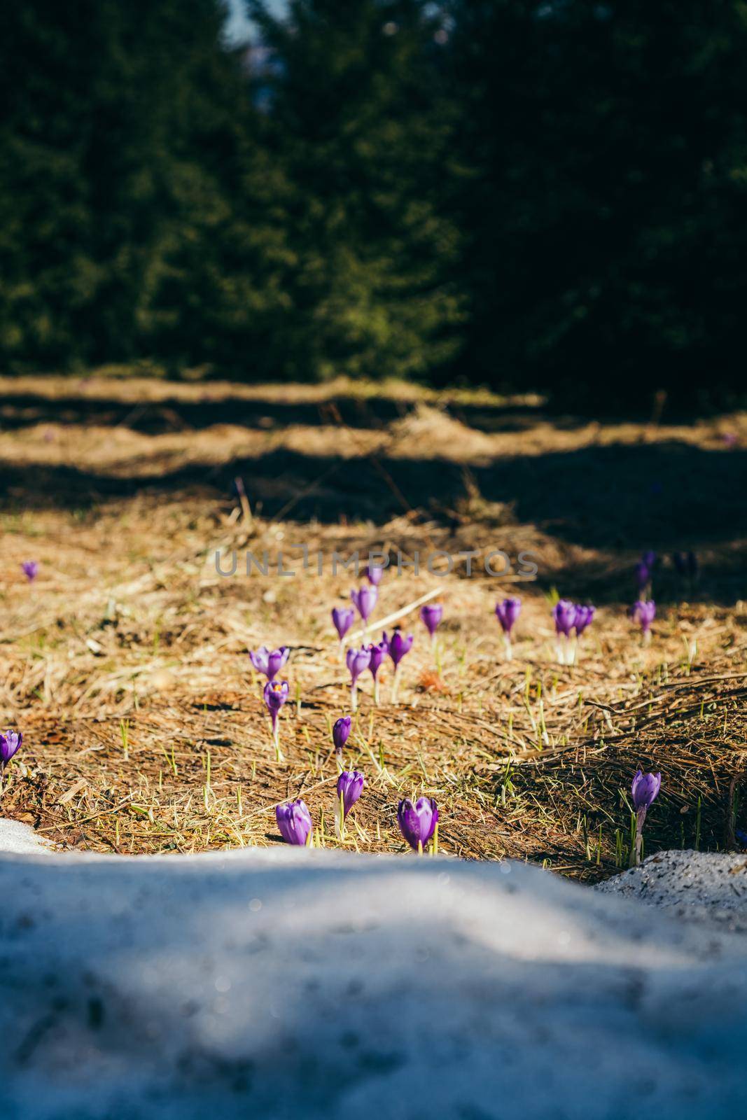 Purple crocus flowers in the mountains, yellow grass, thaw. High quality photo