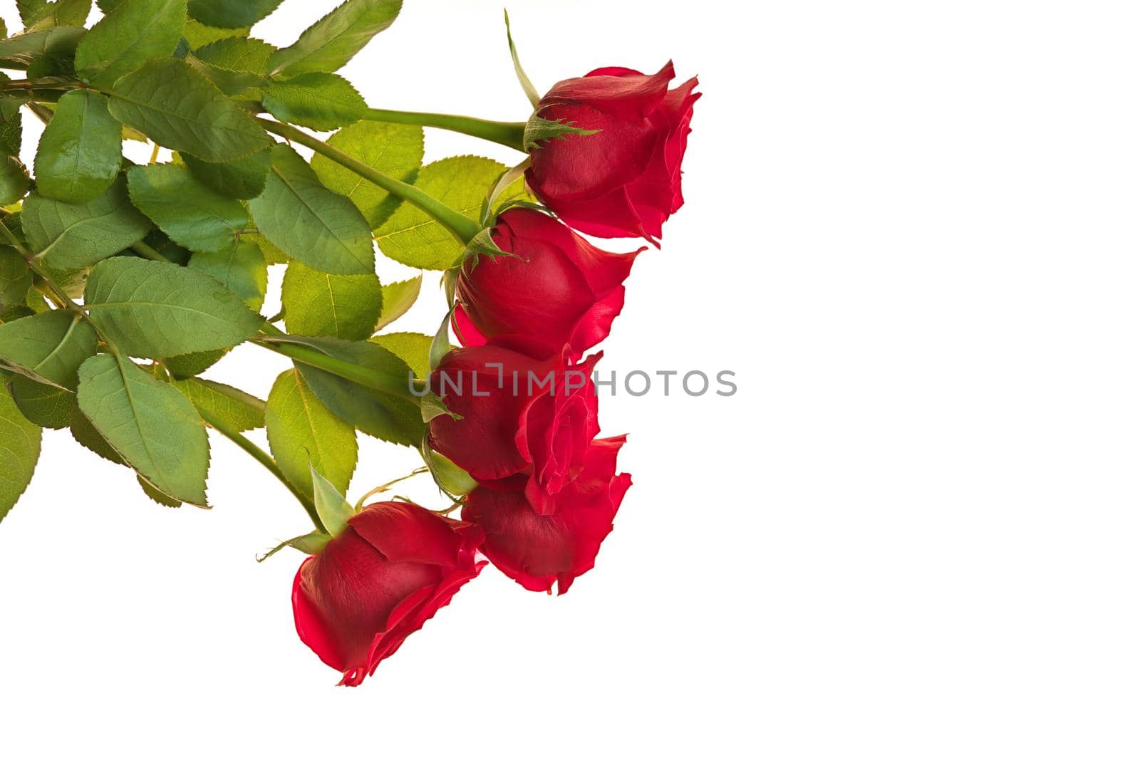 Directly Above Overhead View of Red Rose Bouquet Isolated on a White Studio Background. Copy space right. High quality studio photo