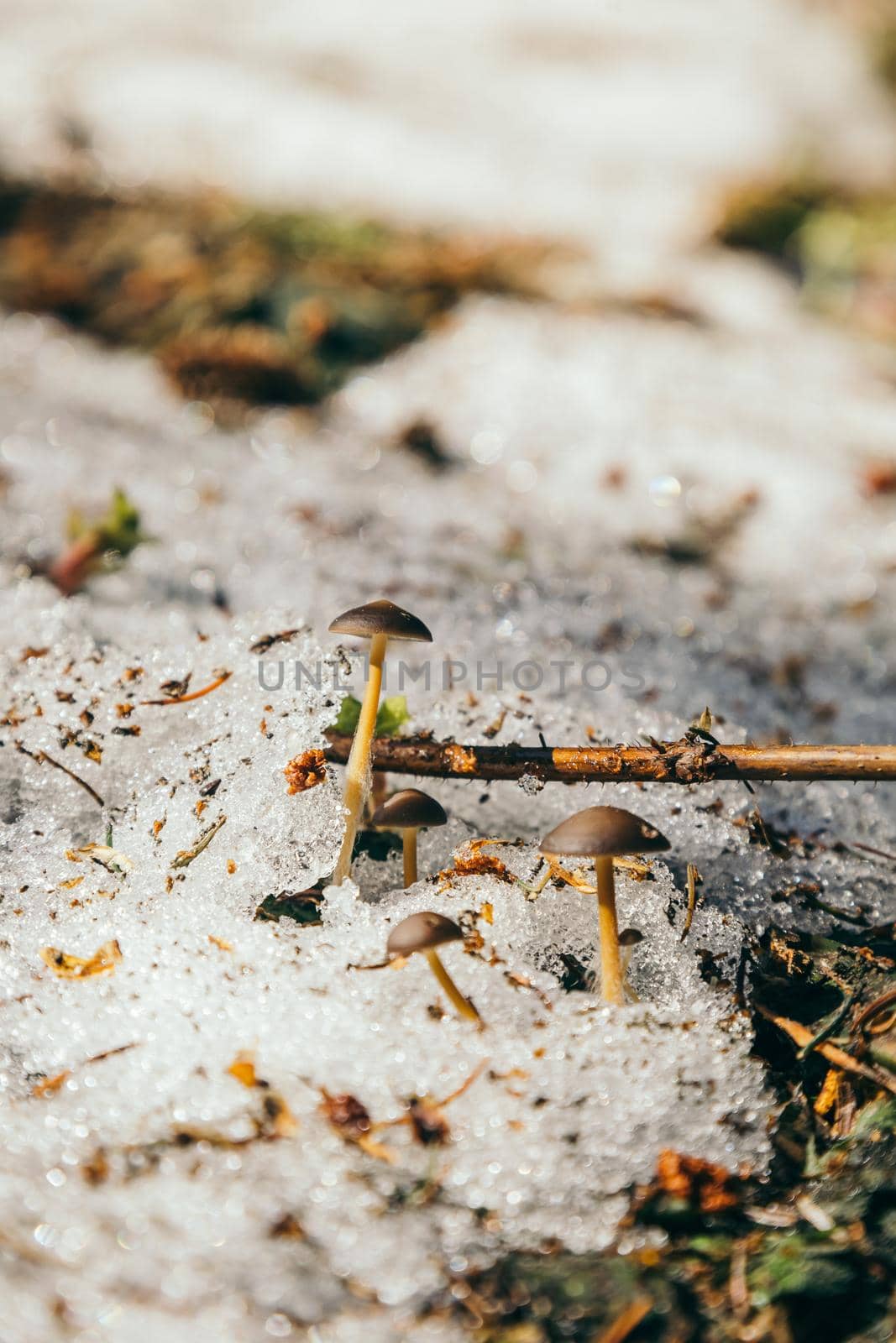 Mushrooms in the mountains, yellow grass, remnants of snow. High quality photo