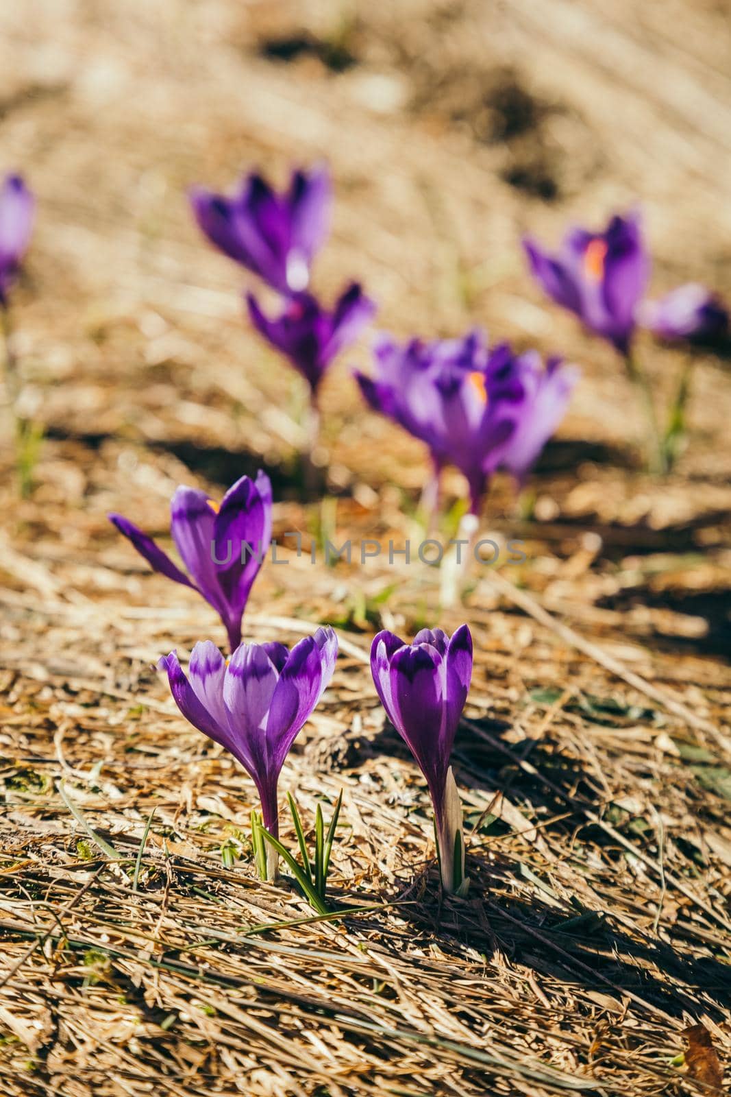 Purple flowers, crocuses on yellow grass, a spring by Dmytro125