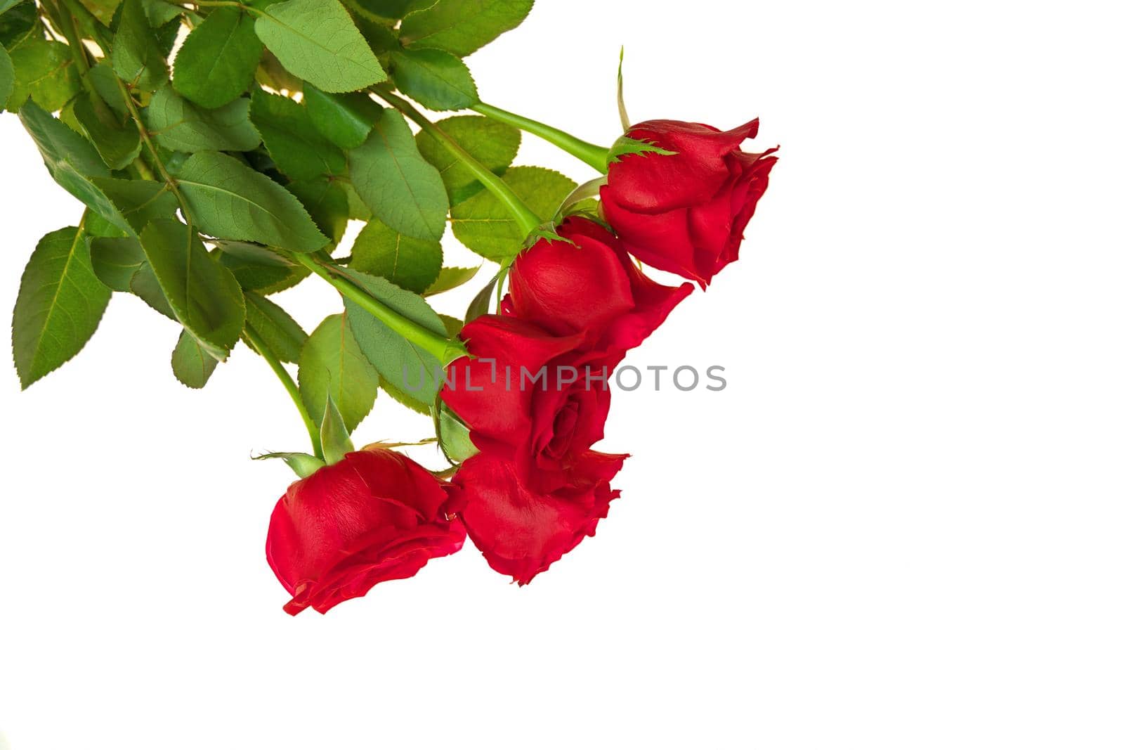 Directly Above Overhead View of Red Rose Bouquet Isolated on a White Background. Copy space right. by markvandam
