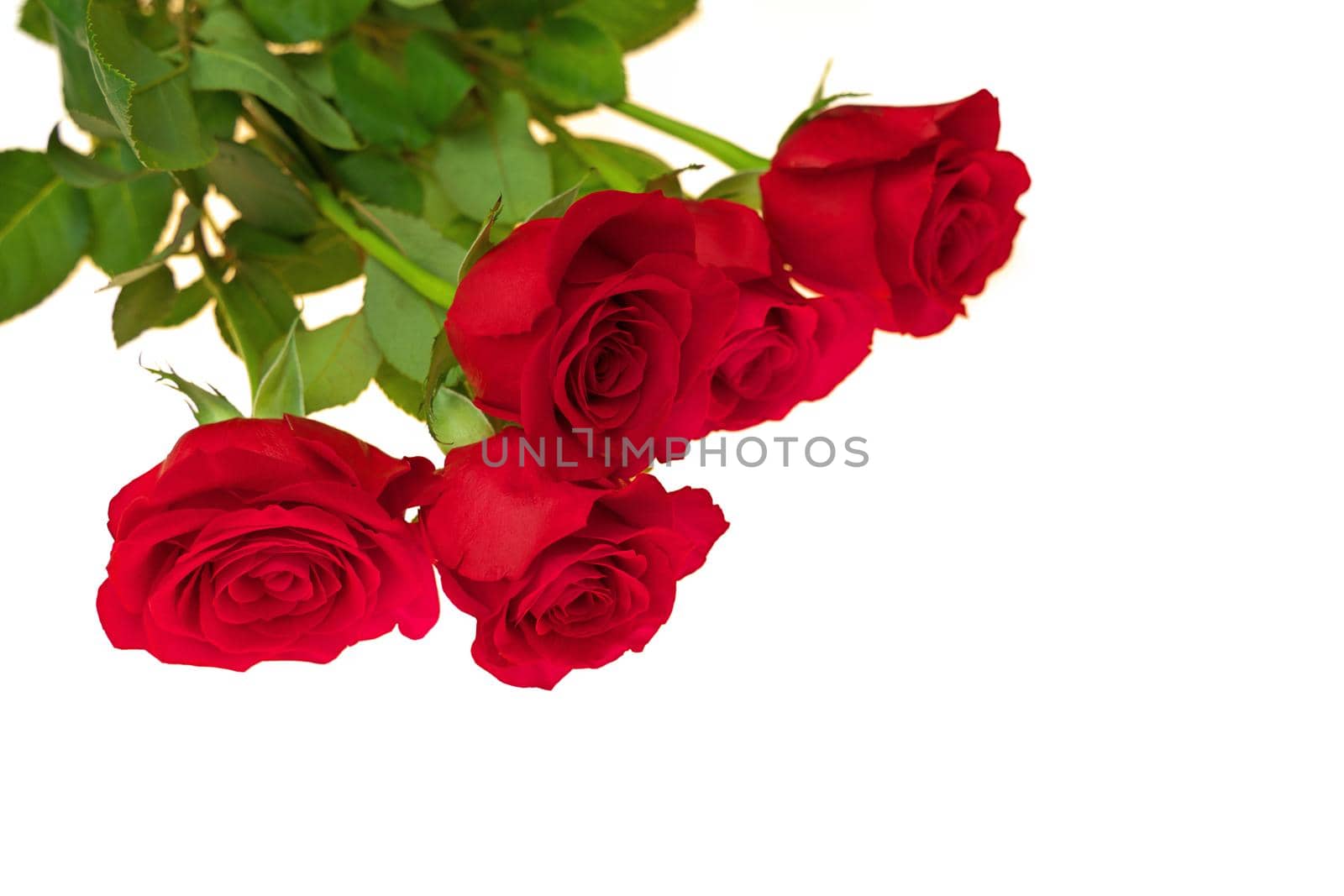 Low Angle View of Red Rose Bouquet Isolated on a Red Background. Copy space right. by markvandam