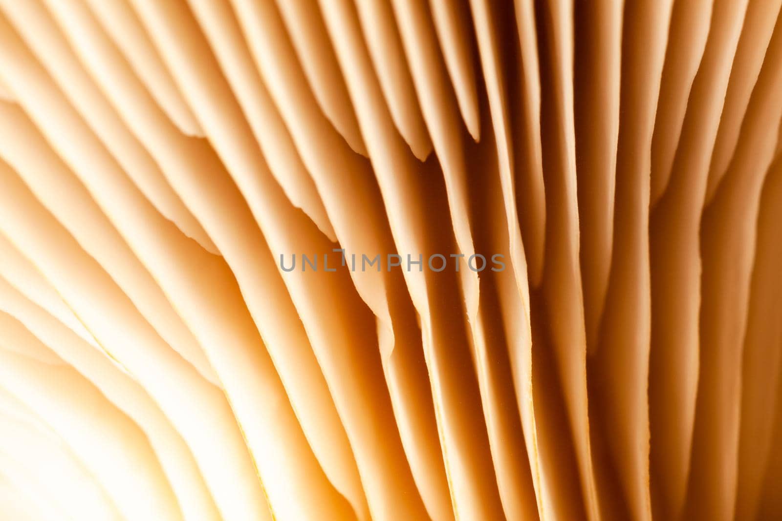 abstract nature background macro of Mushroom plants. Using idea design texture pattern concept natural or wallpaper with blurry background, soft focus.