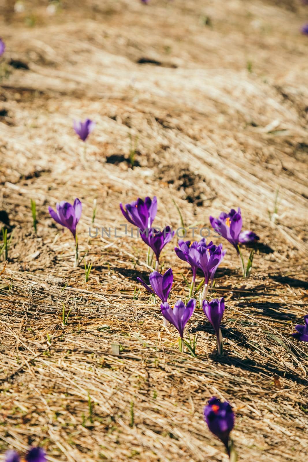 Purple flowers, crocuses on yellow grass, a spring by Dmytro125