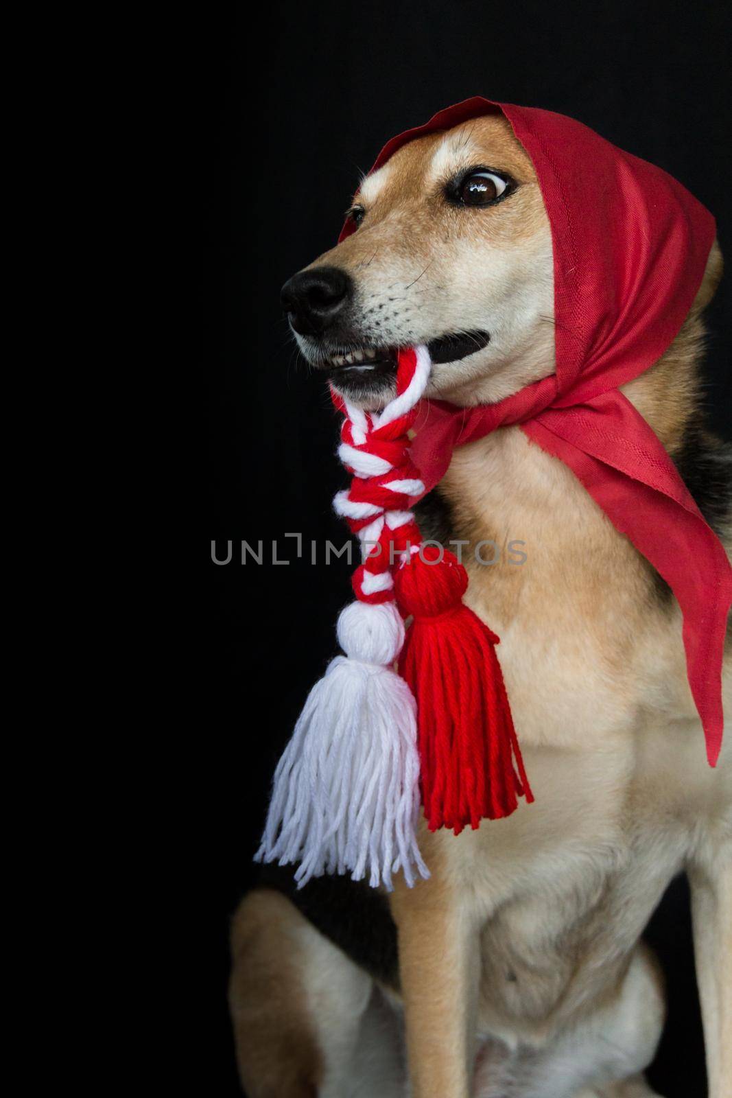 portrait of a mongrel dog with a red scarf and a Martenitsa in his mouth. baba marta celebration