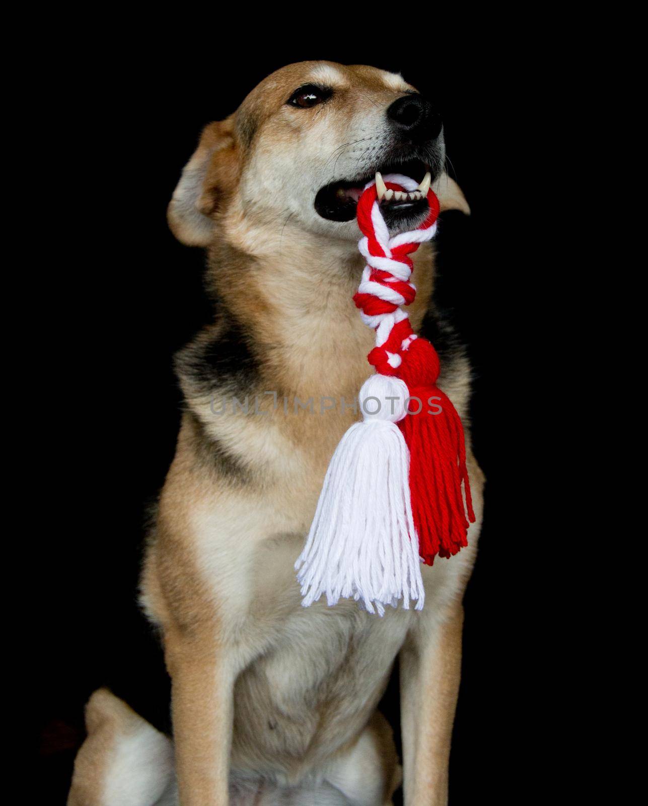 portrait of a dog with a Martenitsa in his mouth for the celebration of baba marta or martisor