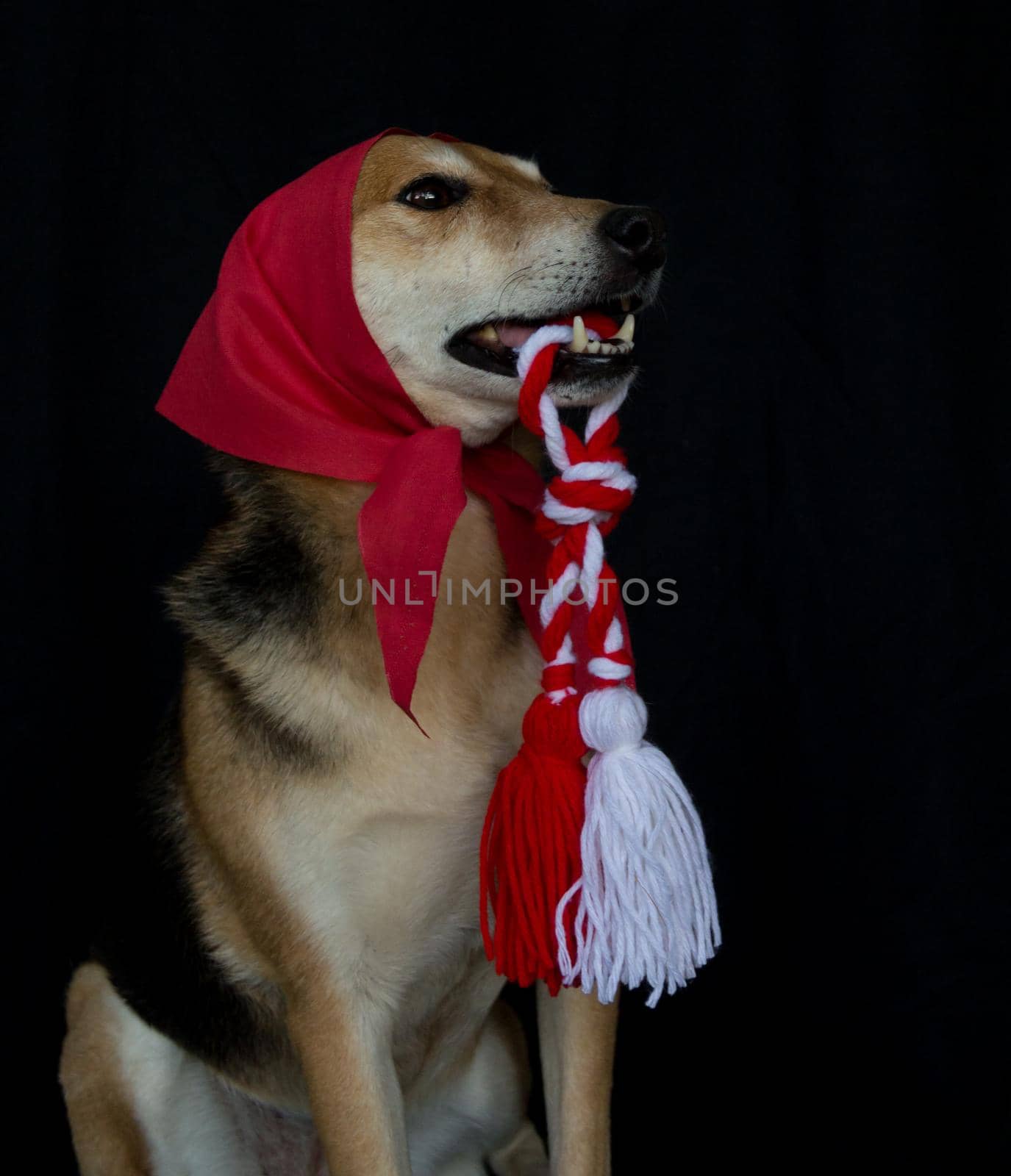 portrait of a mongrel dog with a red scarf and a Martenitsa in his mouth. baba marta celebration