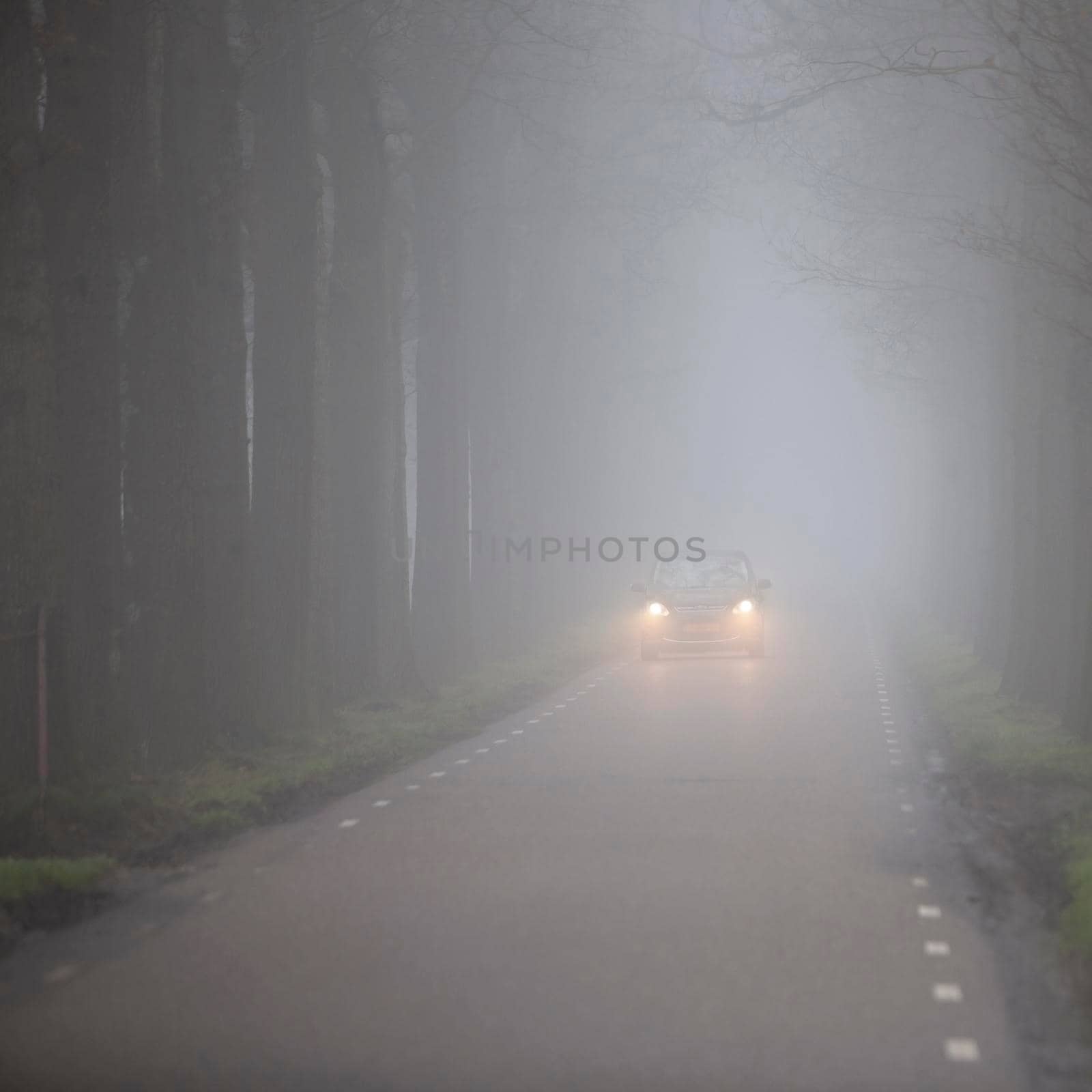 car with headlights on dutch country road between rows of trees in mist