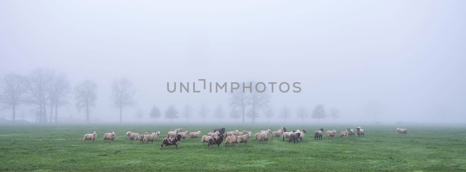 sheep in misty meadow near farm in the. netherlands by ahavelaar