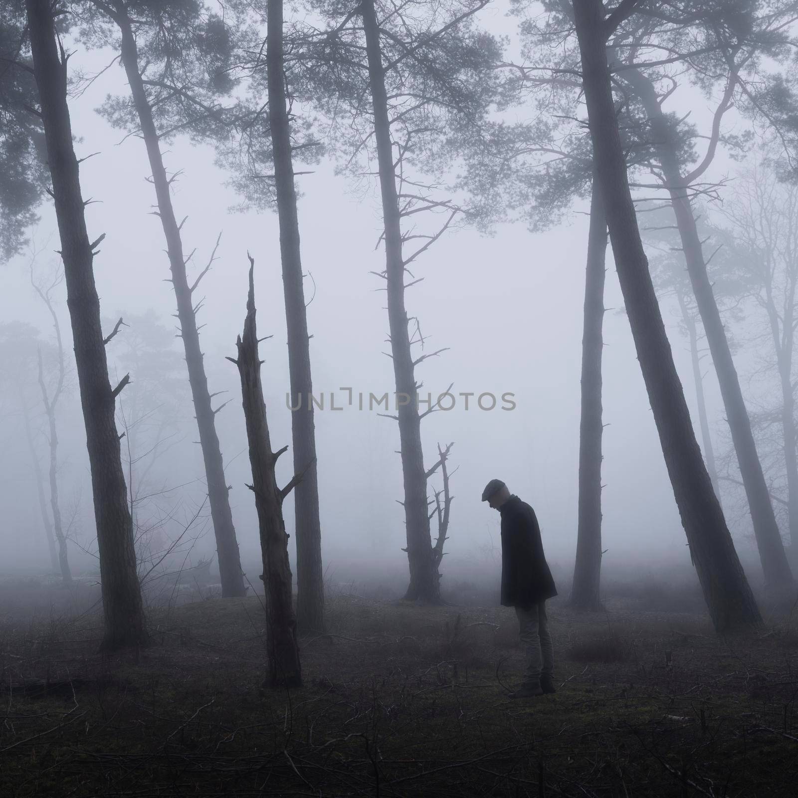 lonely man between trunks of pine trees in misty forest by ahavelaar