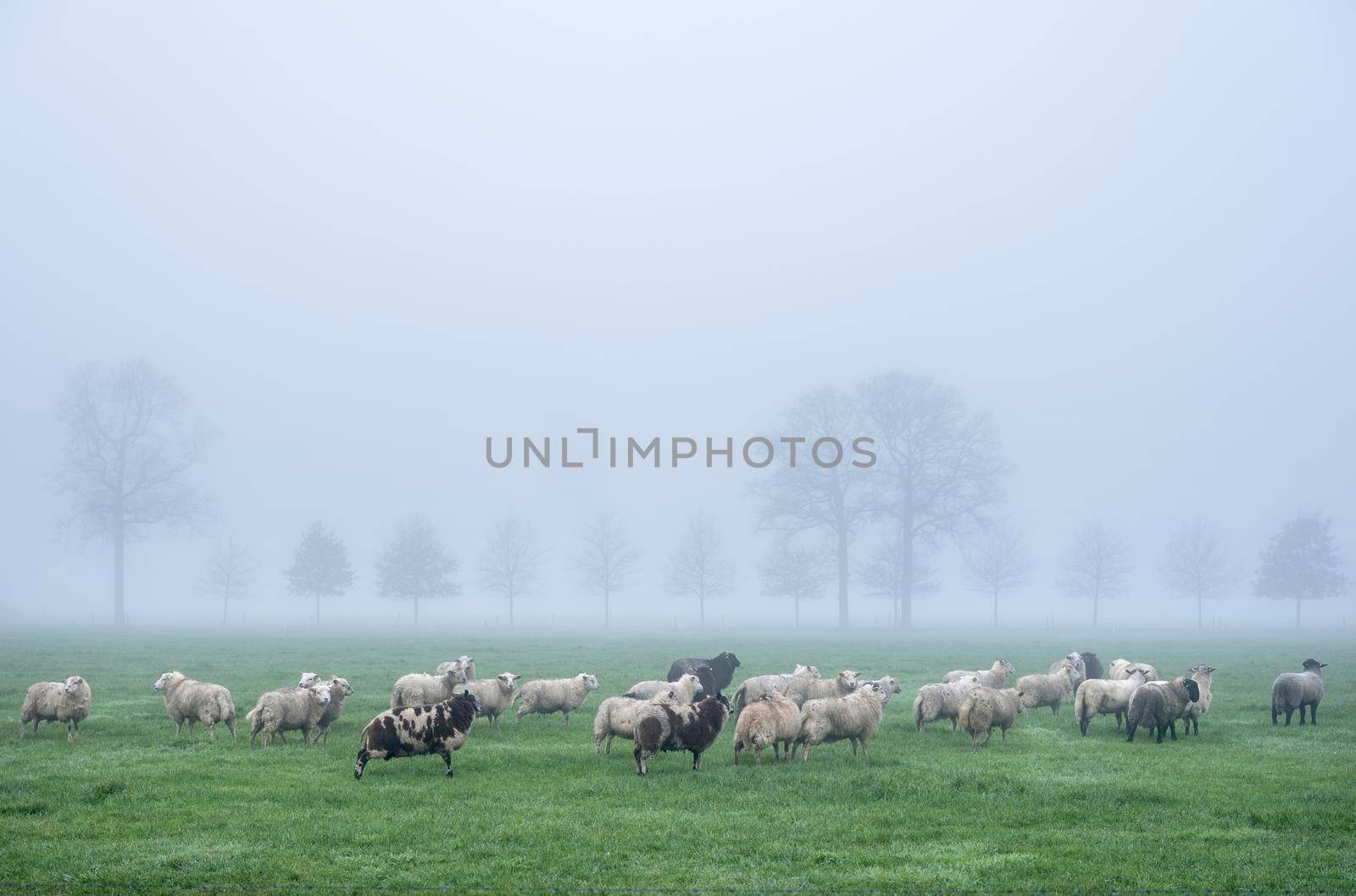 sheep in meadow near farm in dutch province of utrecht in holland on misty winter day