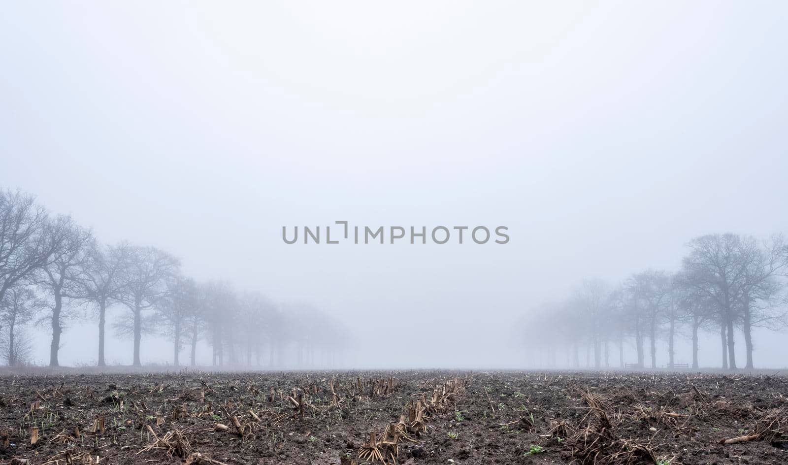 silhouettes of bare oak trees in winter scenic misty field near utrecht in holland by ahavelaar