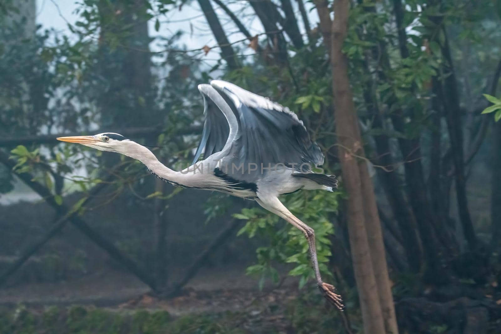 gray heron at terni walk