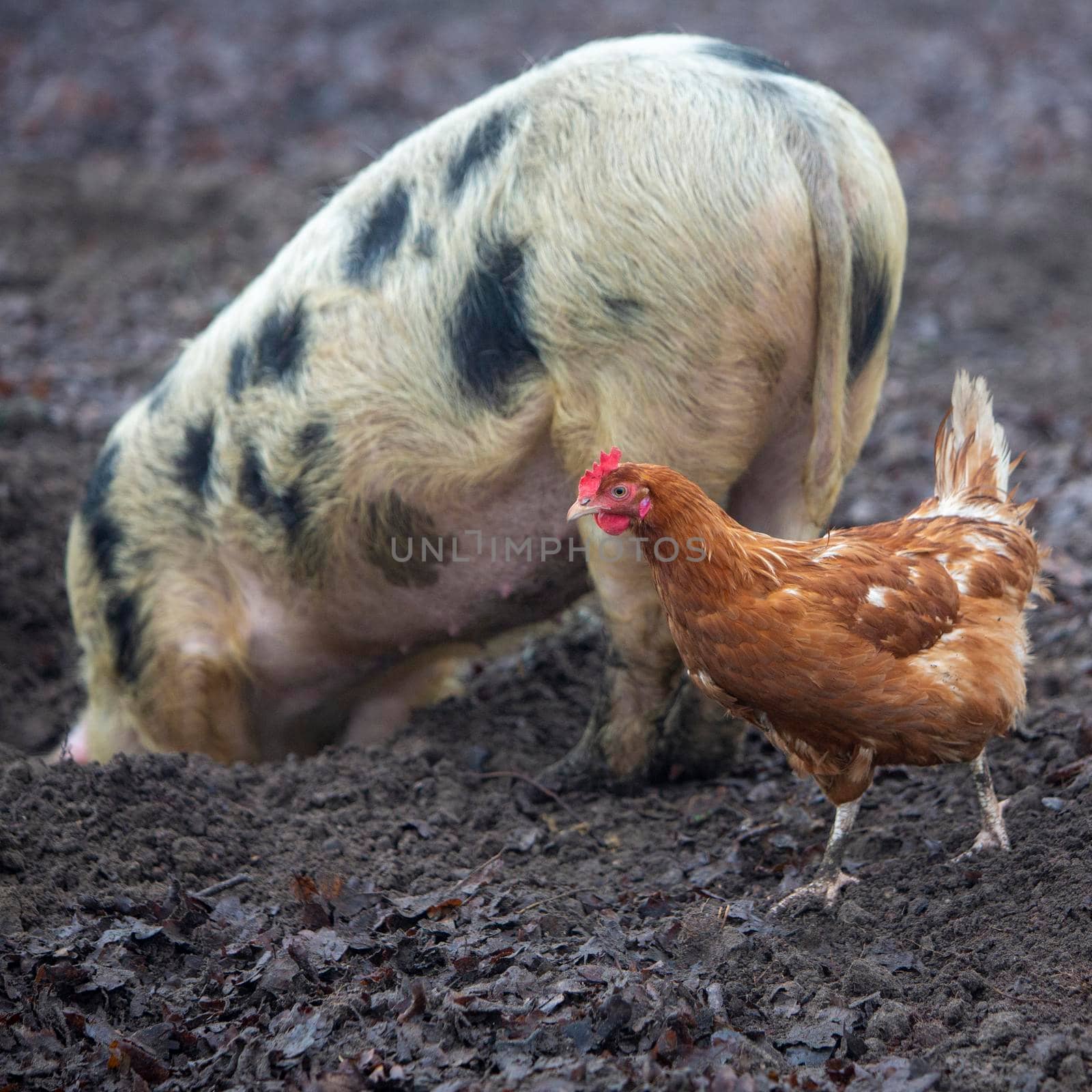 pig roots in mud and chickens roam freely on organic farm in the netherlands