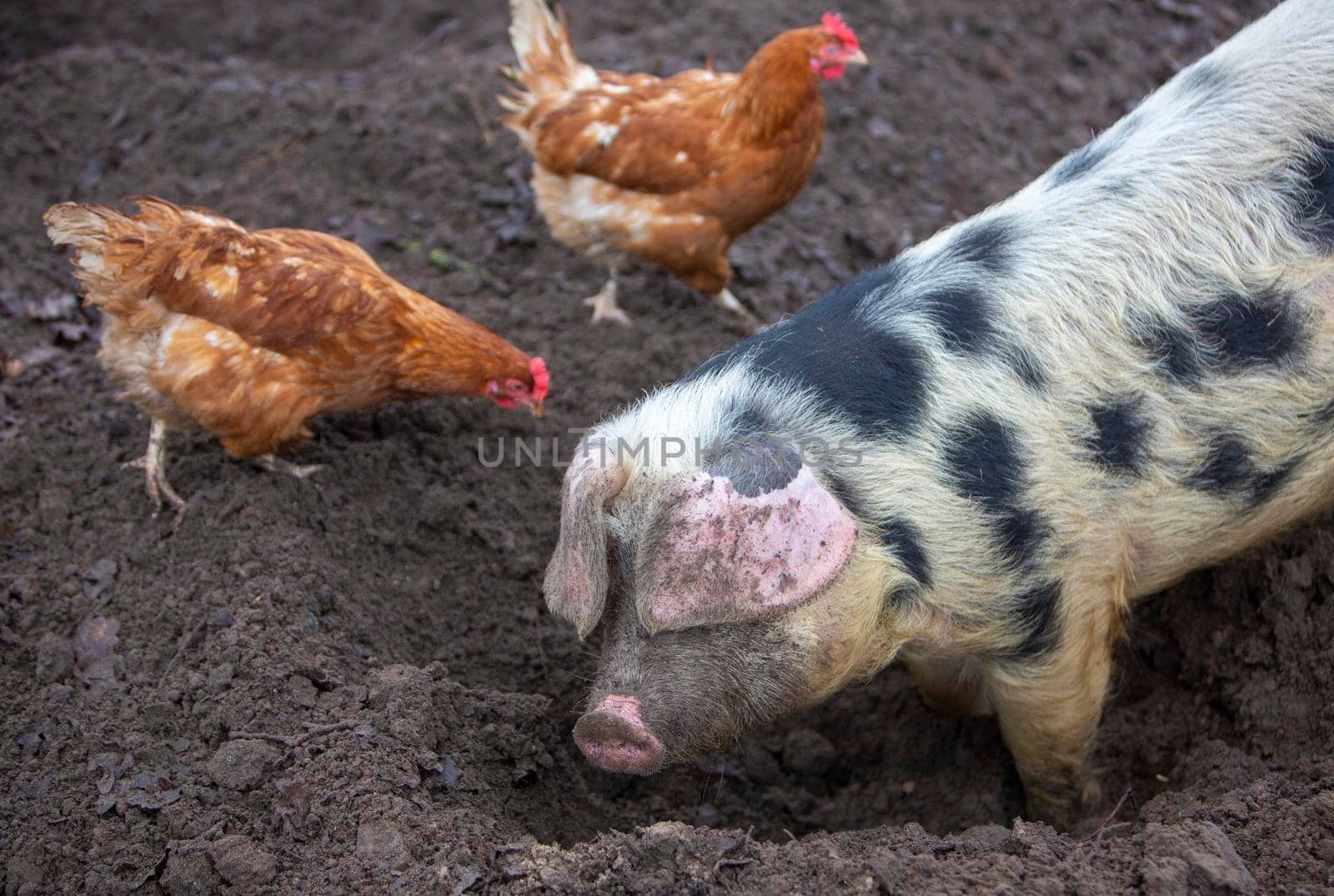 pig roots in mud and chickens roam freely on organic farm in holland by ahavelaar