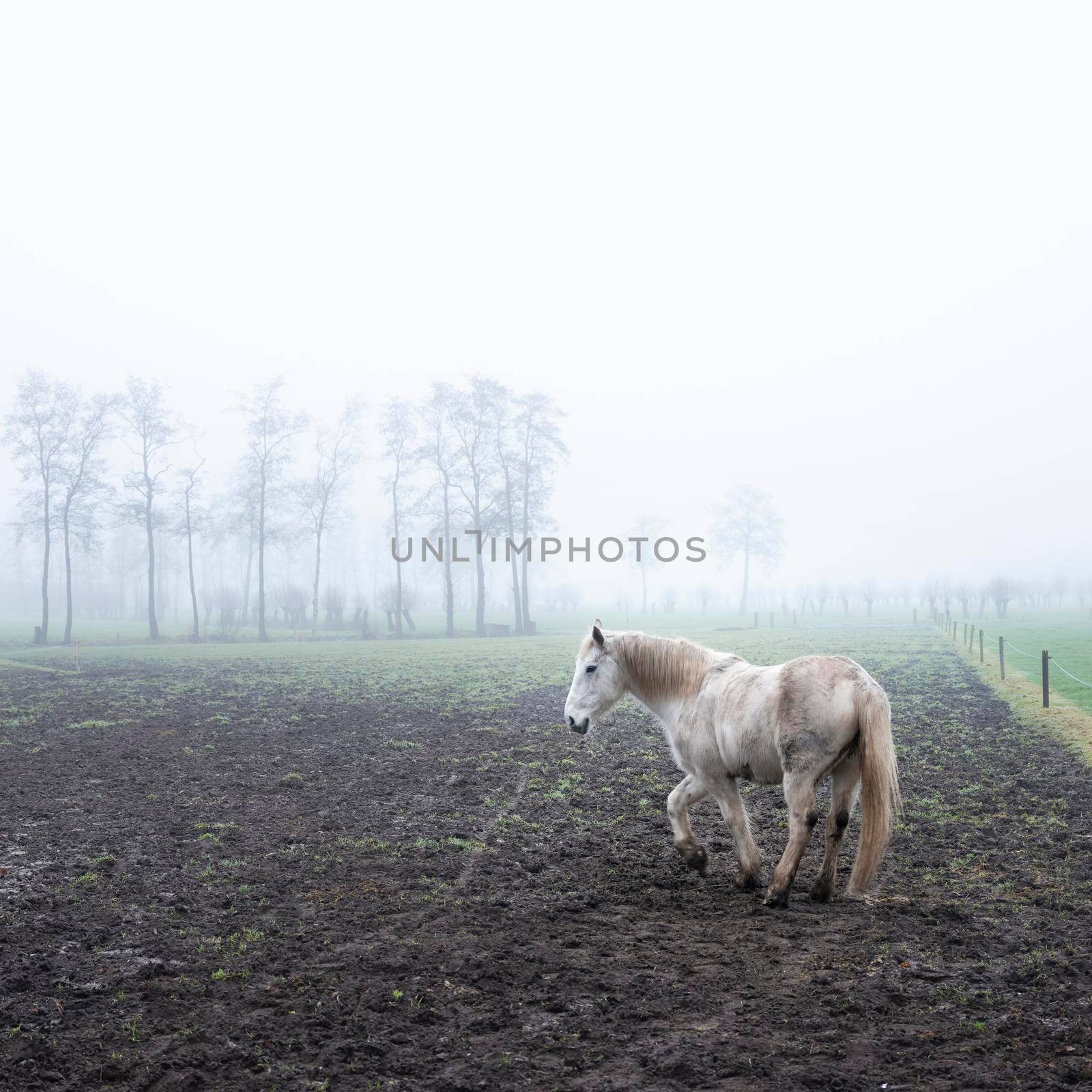 white horse in misty winter field with trees near veenendaal in dutch province of utrecht