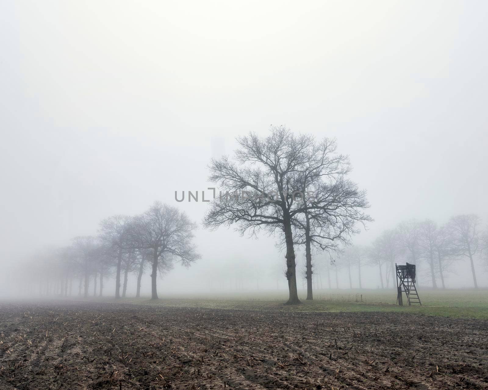 silhouettes of oak trees and high seat for hunting in green grass of winter field near utrecht in the netherlands on misty winter day
