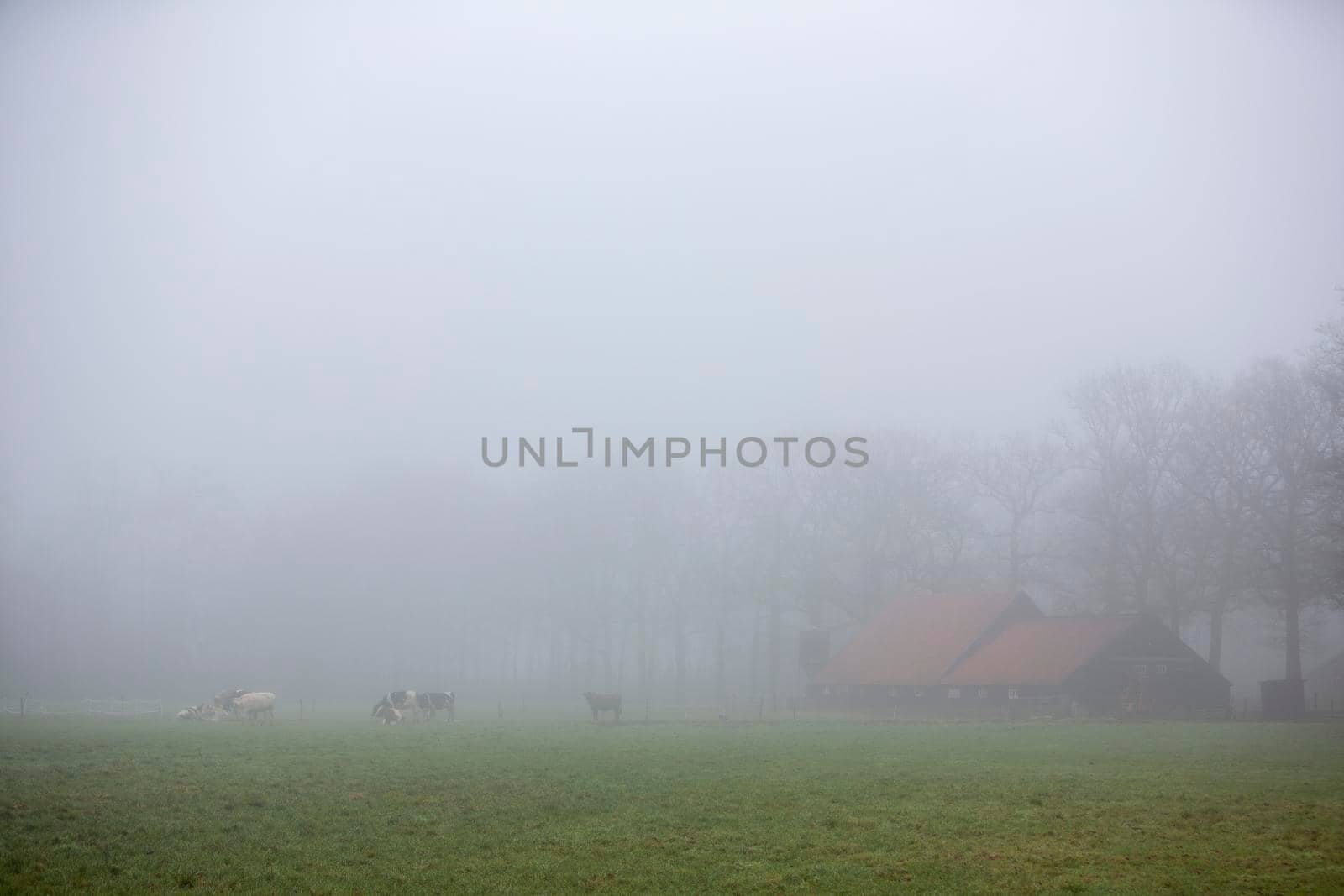 cows in green meadow near farm in mist on dutch countryside near Scherpenzeel in the netherlands by ahavelaar