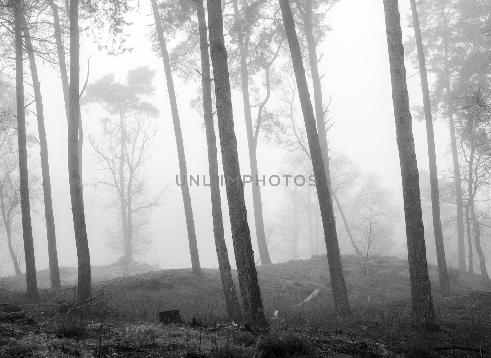 black and white picture of pine tree trunks in misty forest near utrecht in the netherlands