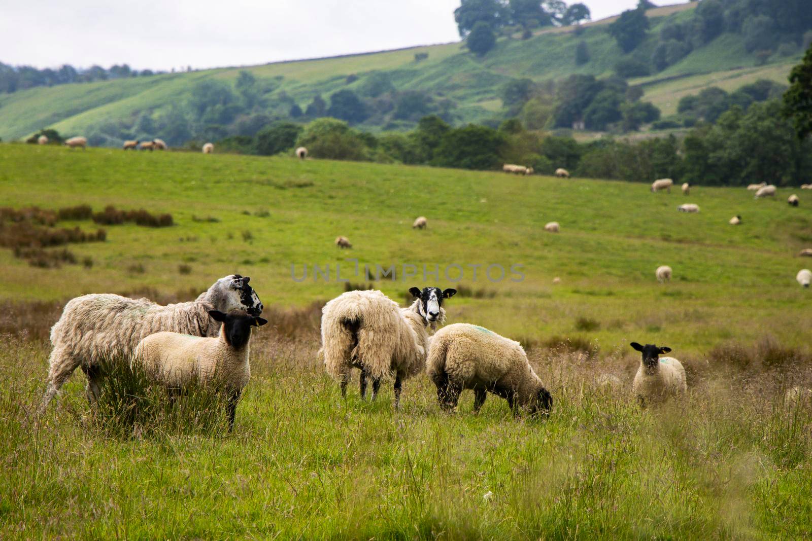 Small group of Swaledale sheep grazing in a grassy field with hills in background in North Yorkshire, England, UK. Shot on Canon EOS 90D.